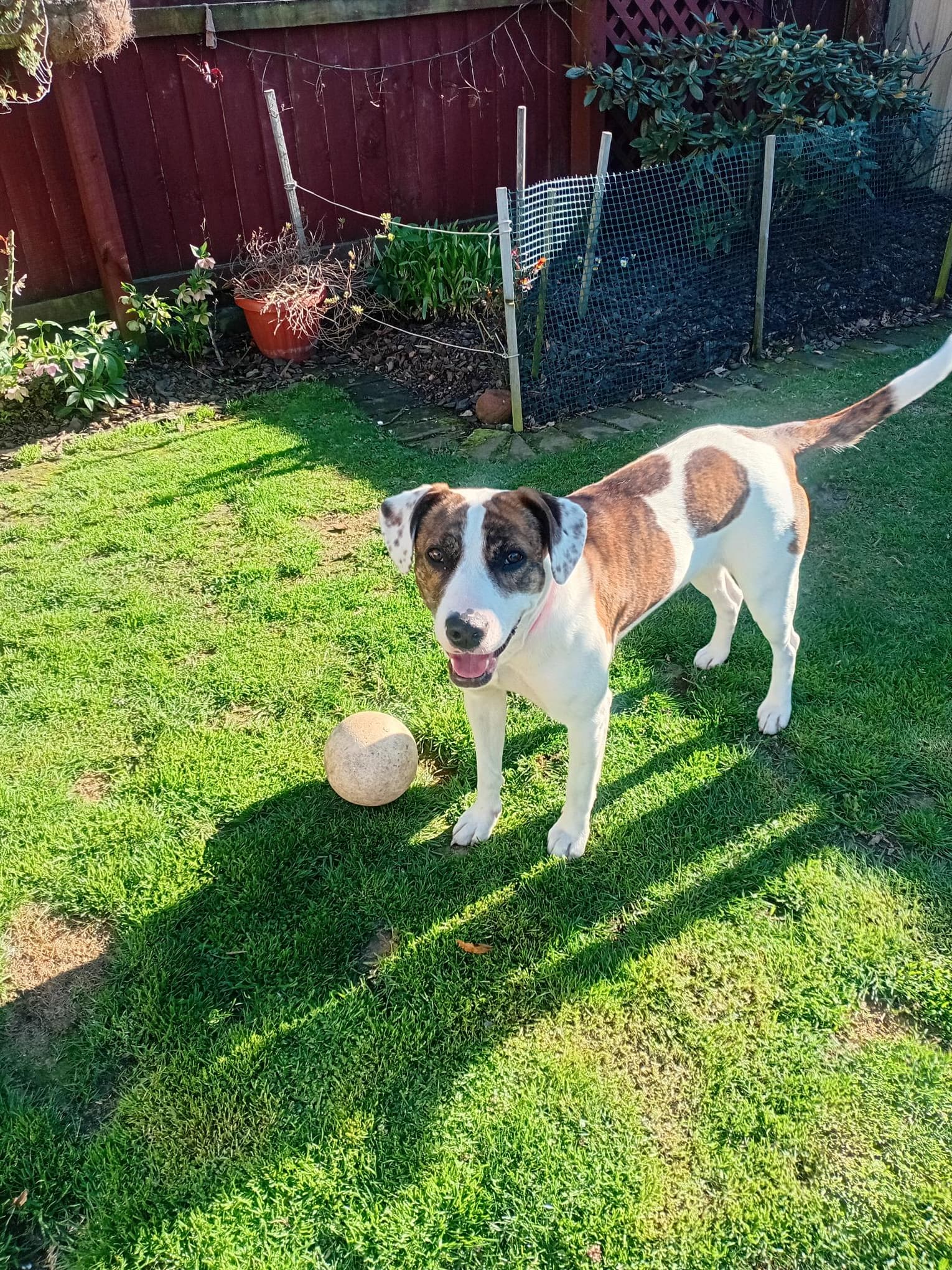 Posie - Staffy Mix available for adoption at Dogwatch Sanctuary Trust in Nelson