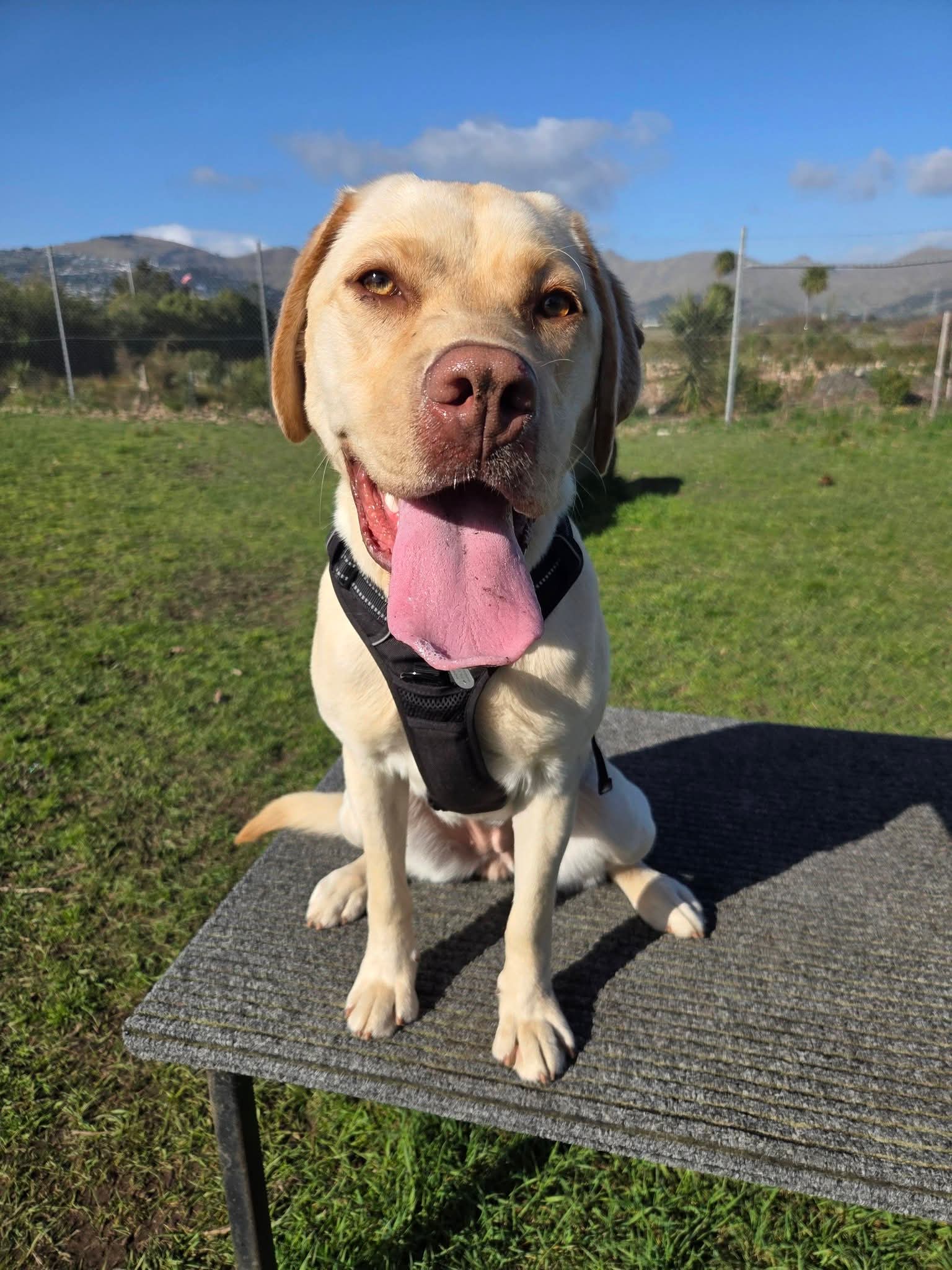 Luna - Labrador available for adoption at Dogwatch Sanctuary Trust in Nelson