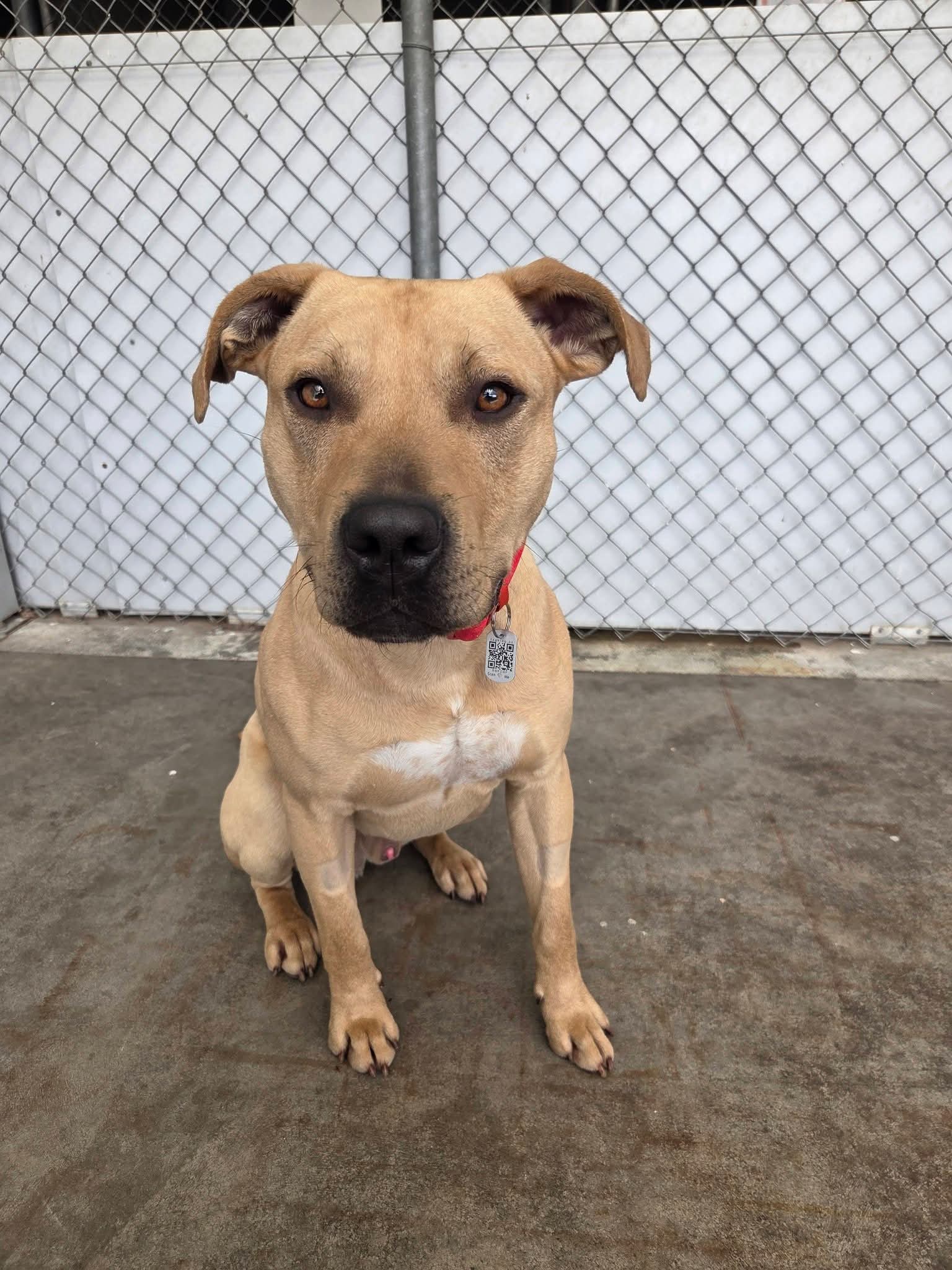 Noah - Staffy Mix available for adoption at Dogwatch Sanctuary Trust in Nelson