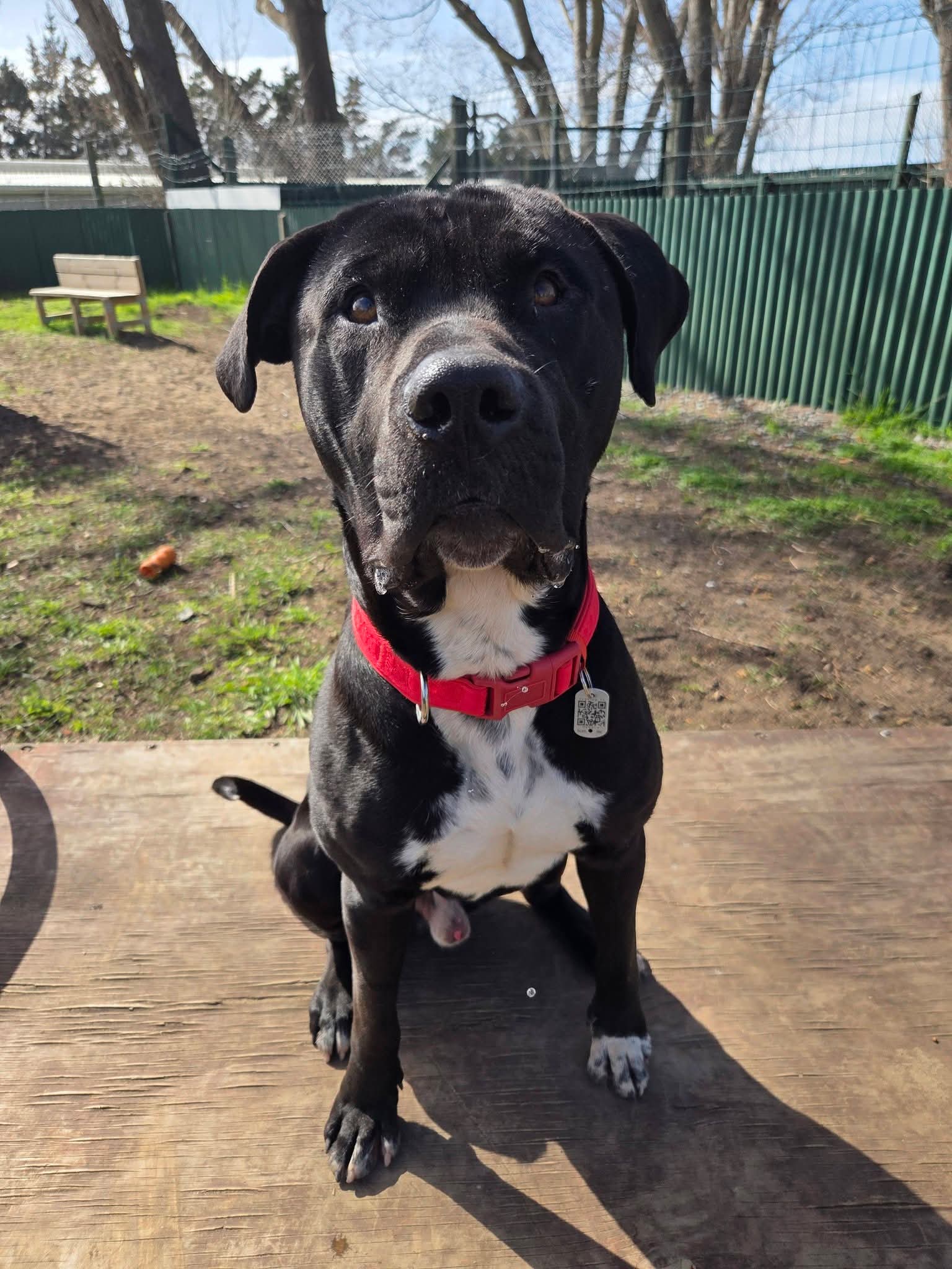 Norman - Sharpei Mix available for adoption at Dogwatch Sanctuary Trust in Nelson