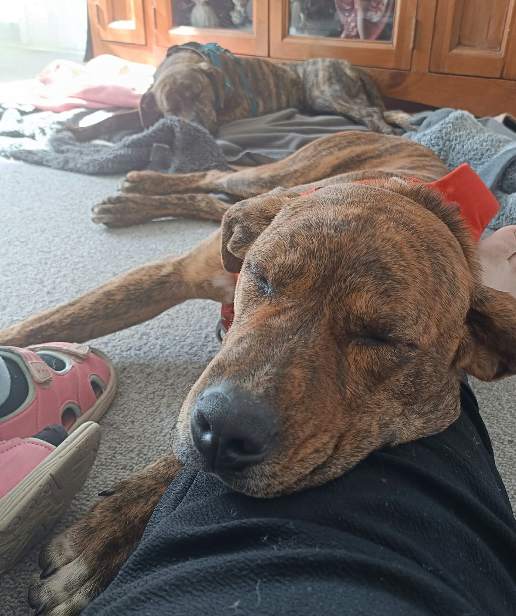 Jingle - Staffy Mix available for adoption at Dogwatch Sanctuary Trust in Nelson