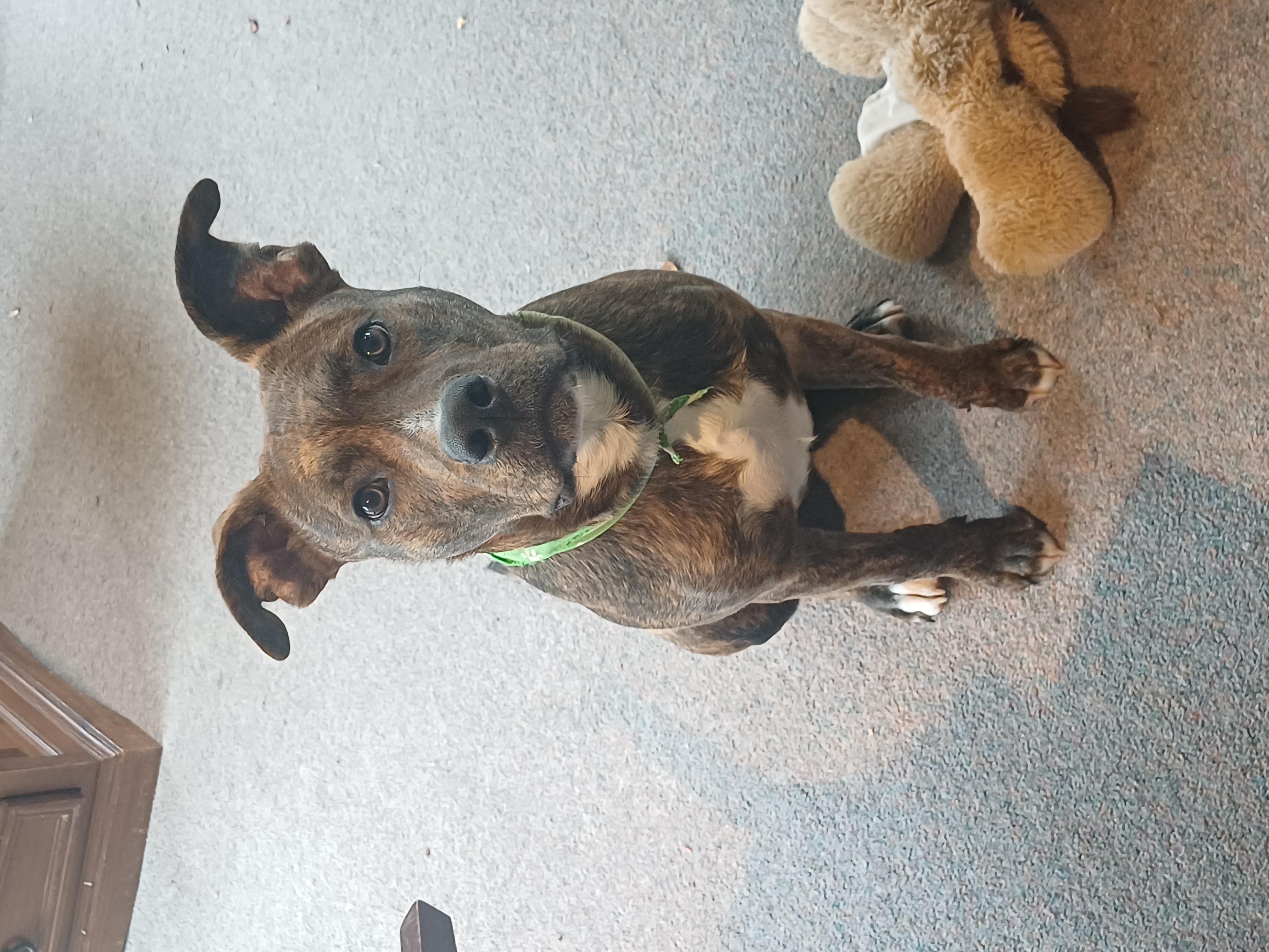 Maverick - Staffy X available for adoption at Dogwatch Sanctuary Trust in Nelson