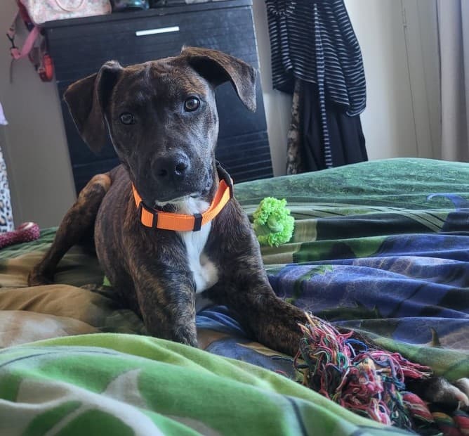 Sissy - Staffy Mix available for adoption at Dogwatch Sanctuary Trust in Nelson