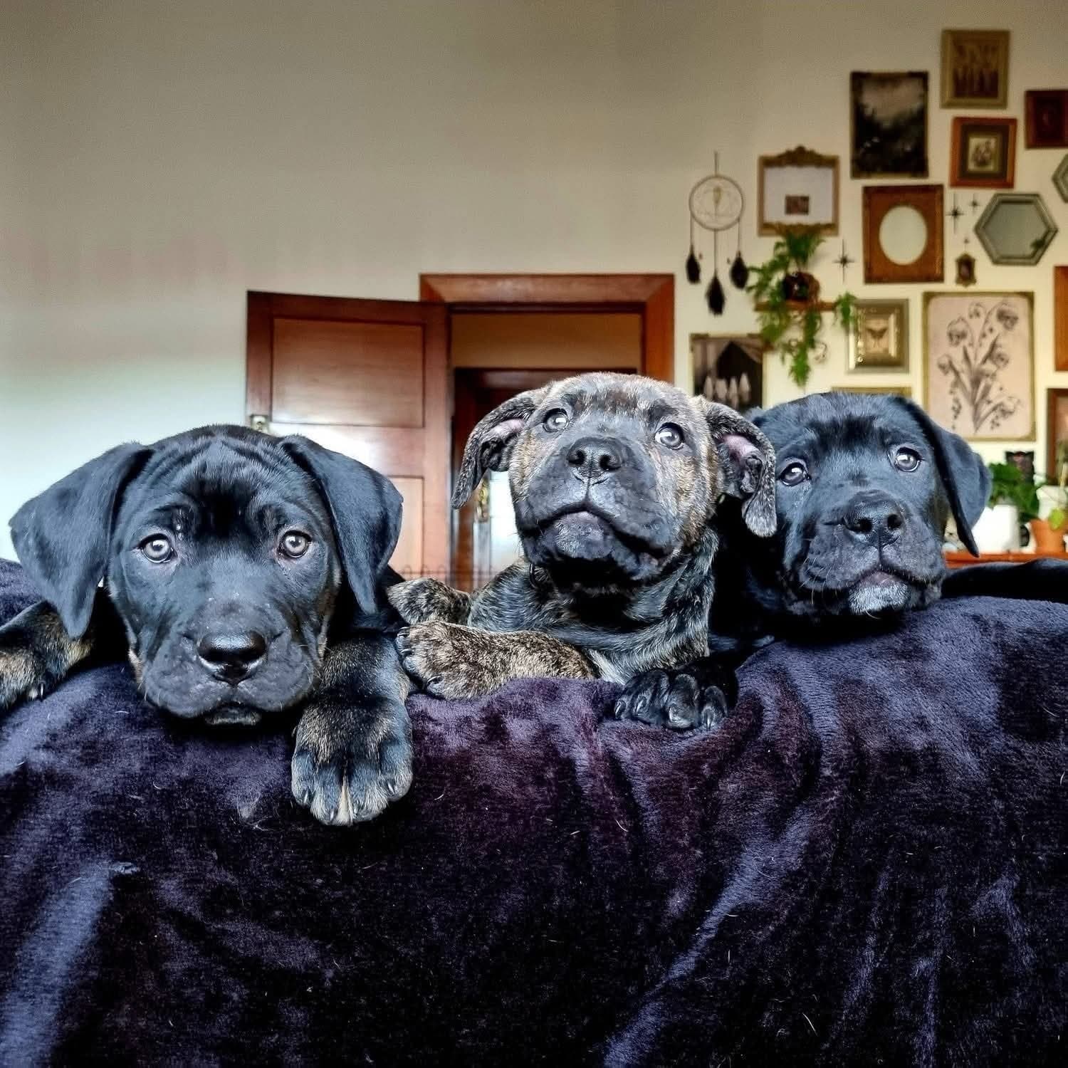 M Litter - Mastiff Mix available for adoption at Dogwatch Sanctuary Trust in Nelson