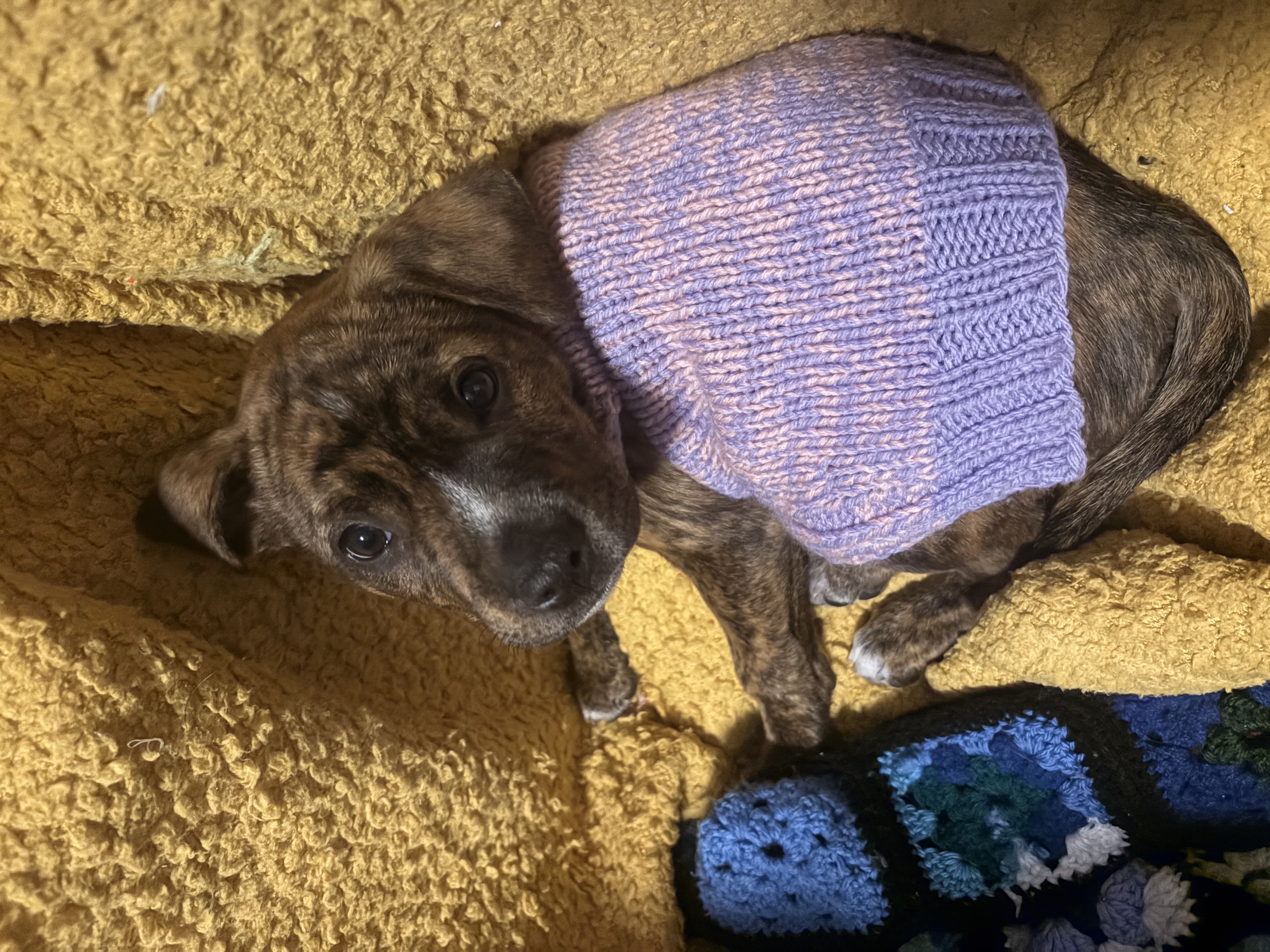 Prue - Staffy Mix available for adoption at Dogwatch Sanctuary Trust in Nelson