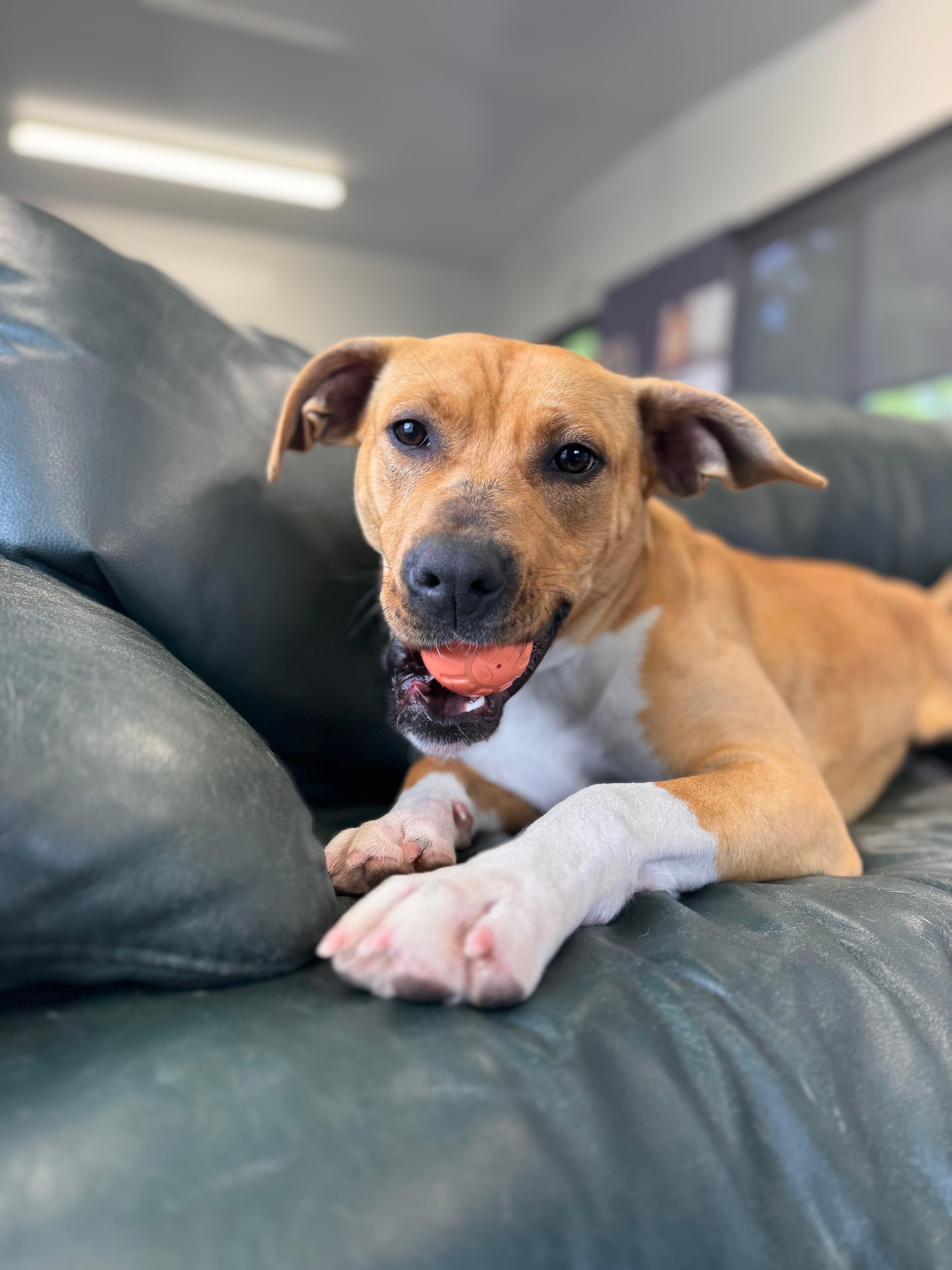 Lizzy - Staffy X available for adoption at Dogwatch Sanctuary Trust in Nelson
