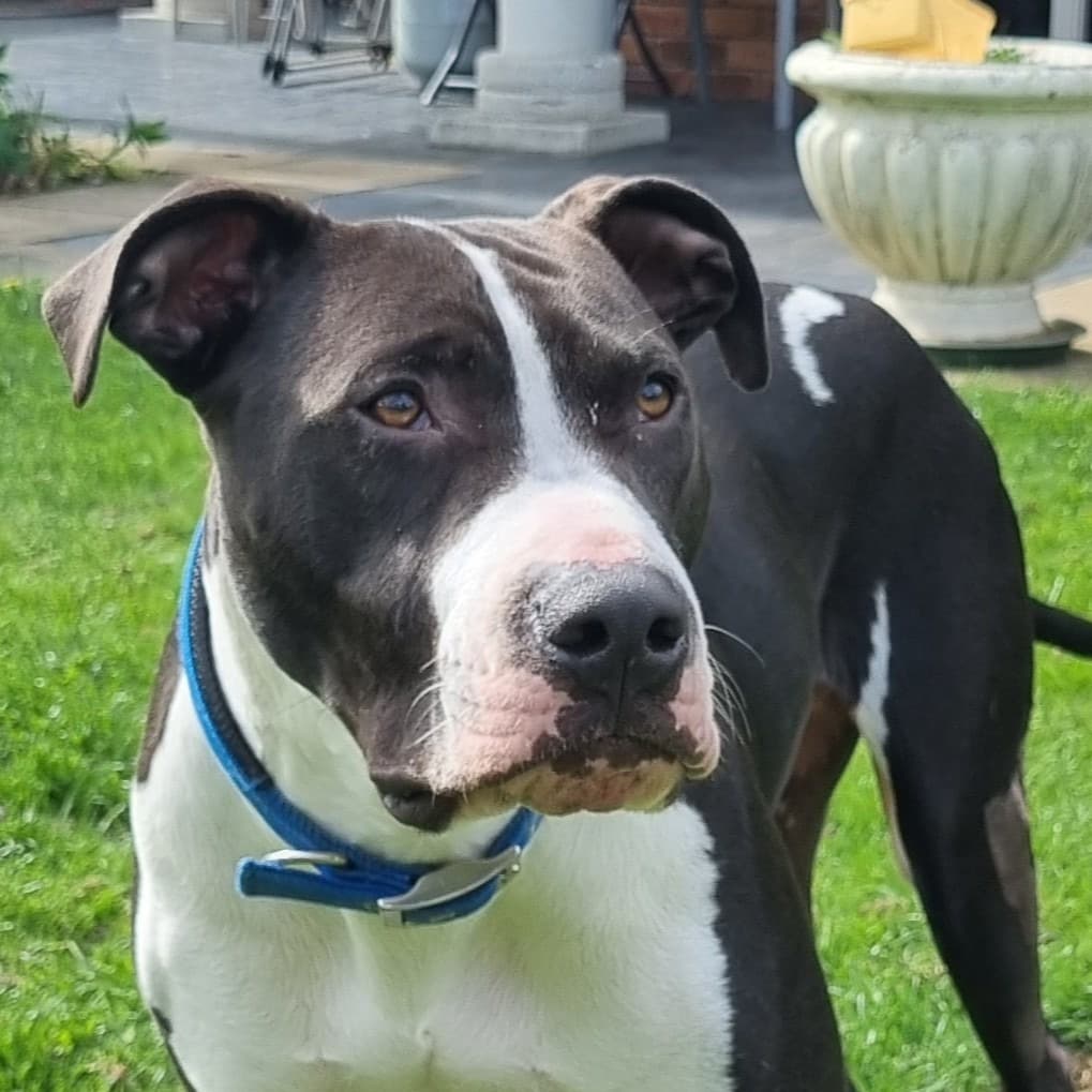 Pango - Staffy X available for adoption at Dogwatch Sanctuary Trust in Nelson