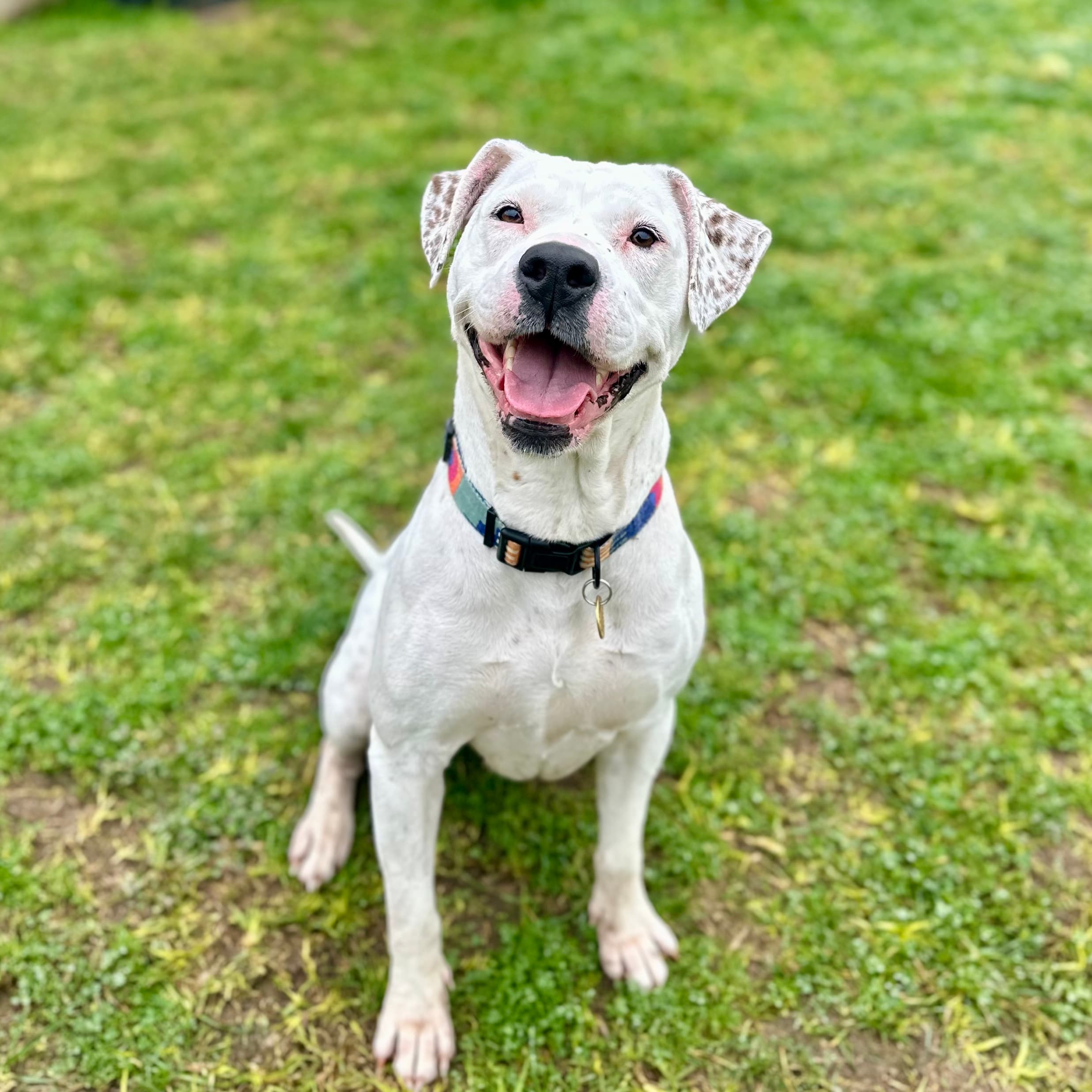 Raven - Mixed Breed available for adoption at Lort Smith in Melbourne