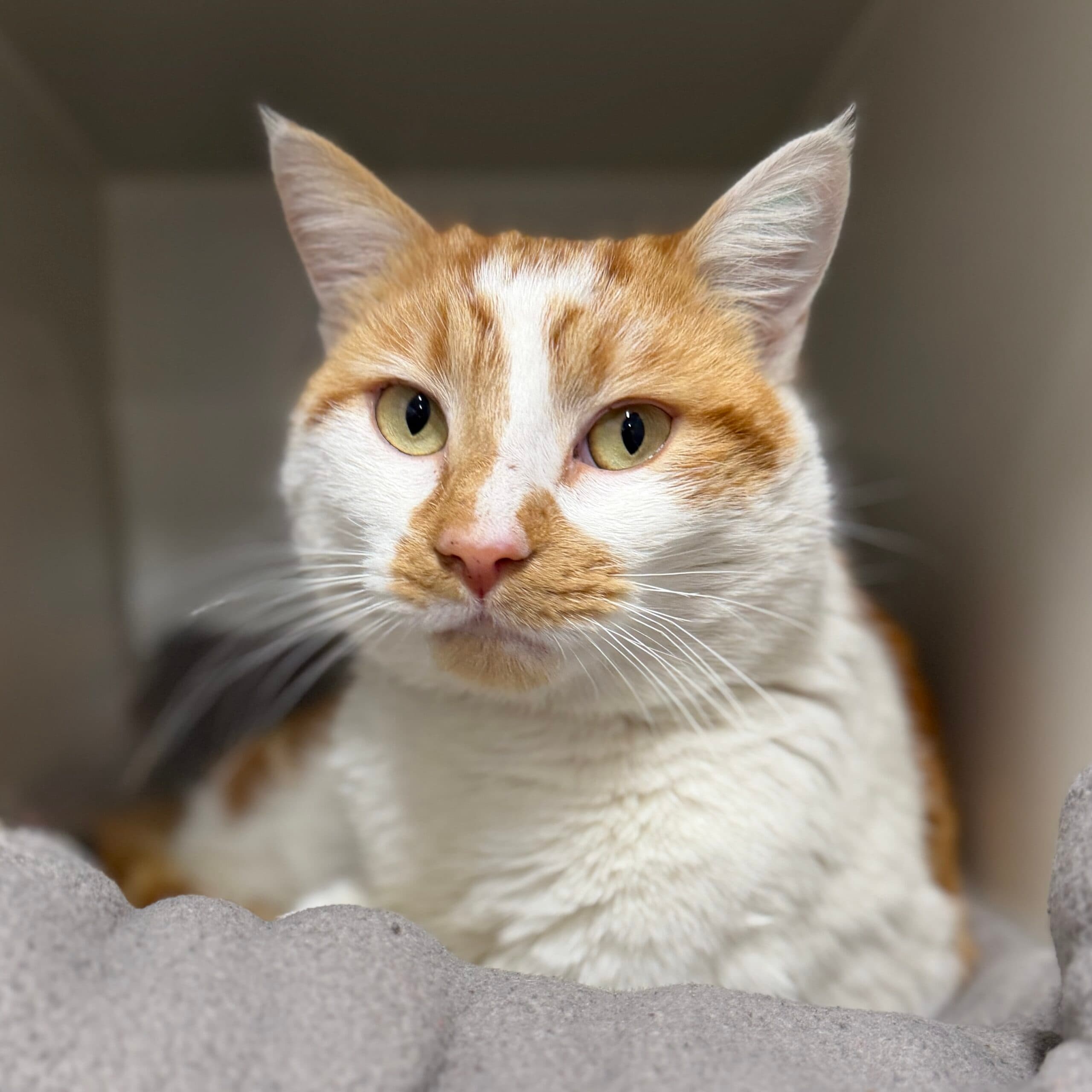 Cheddar - Domestic Shorthair cat available for adoption at Lort Smith in Melbourne