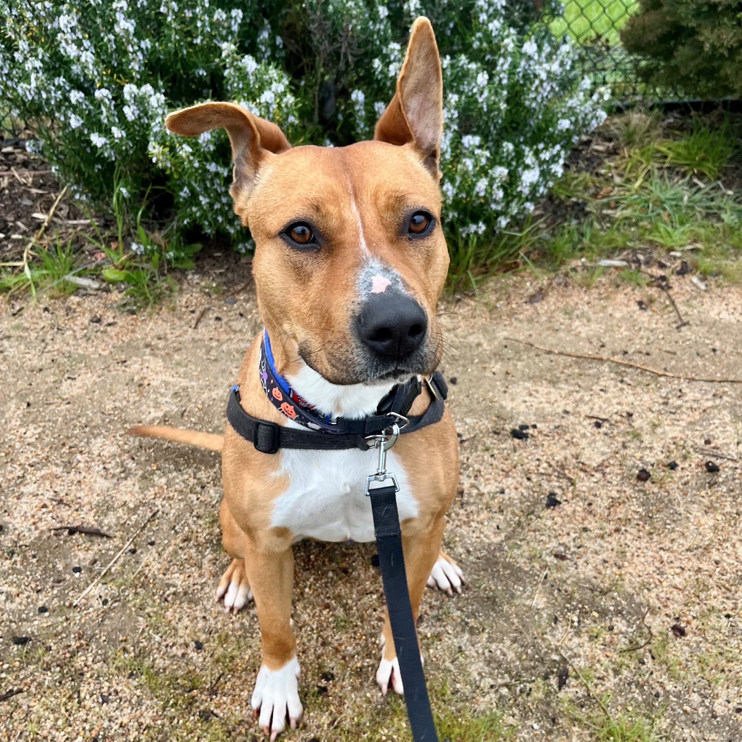 Scout - Mixed Breed available for adoption at Lort Smith in Melbourne