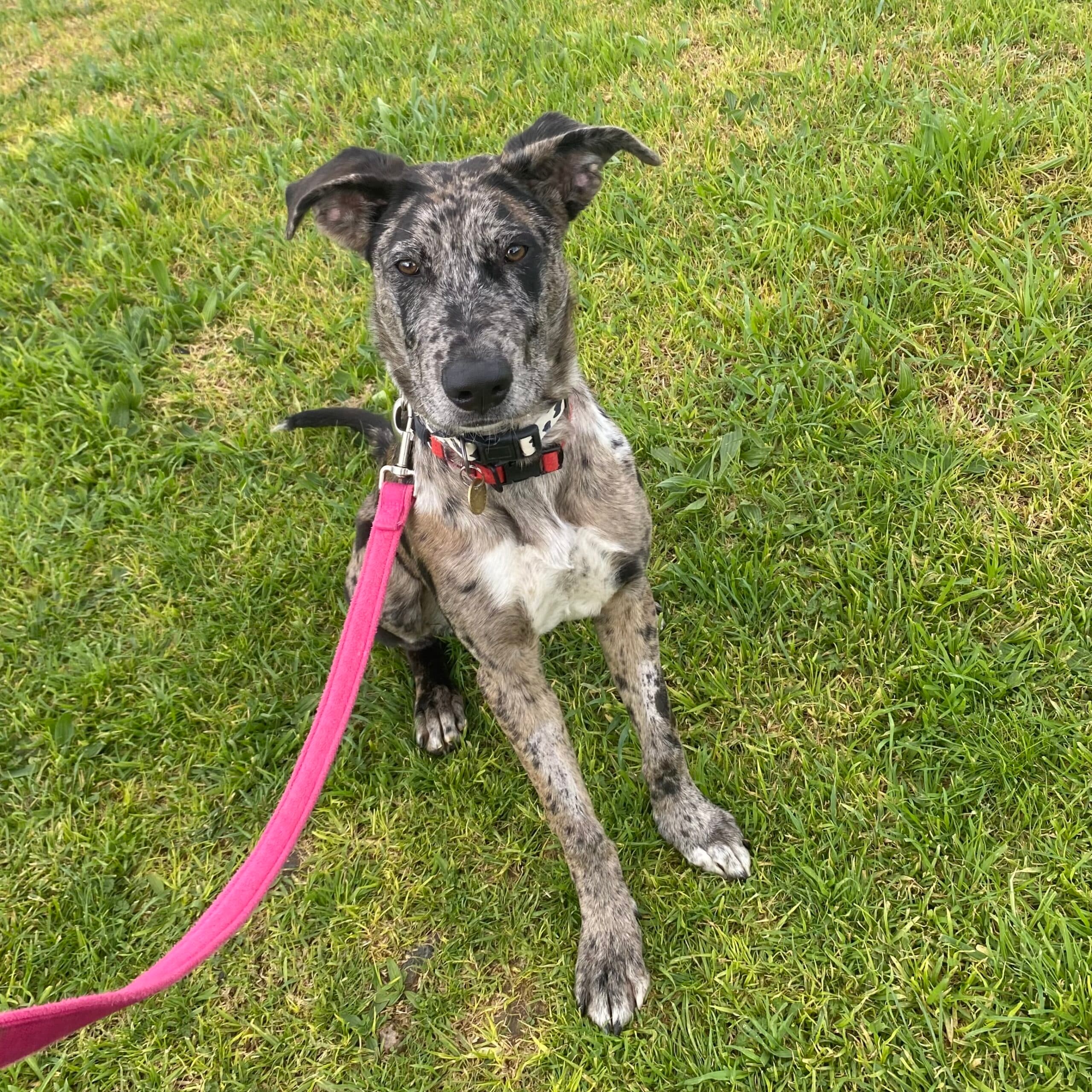 Sesame - Mixed Breed available for adoption at Lort Smith in Melbourne