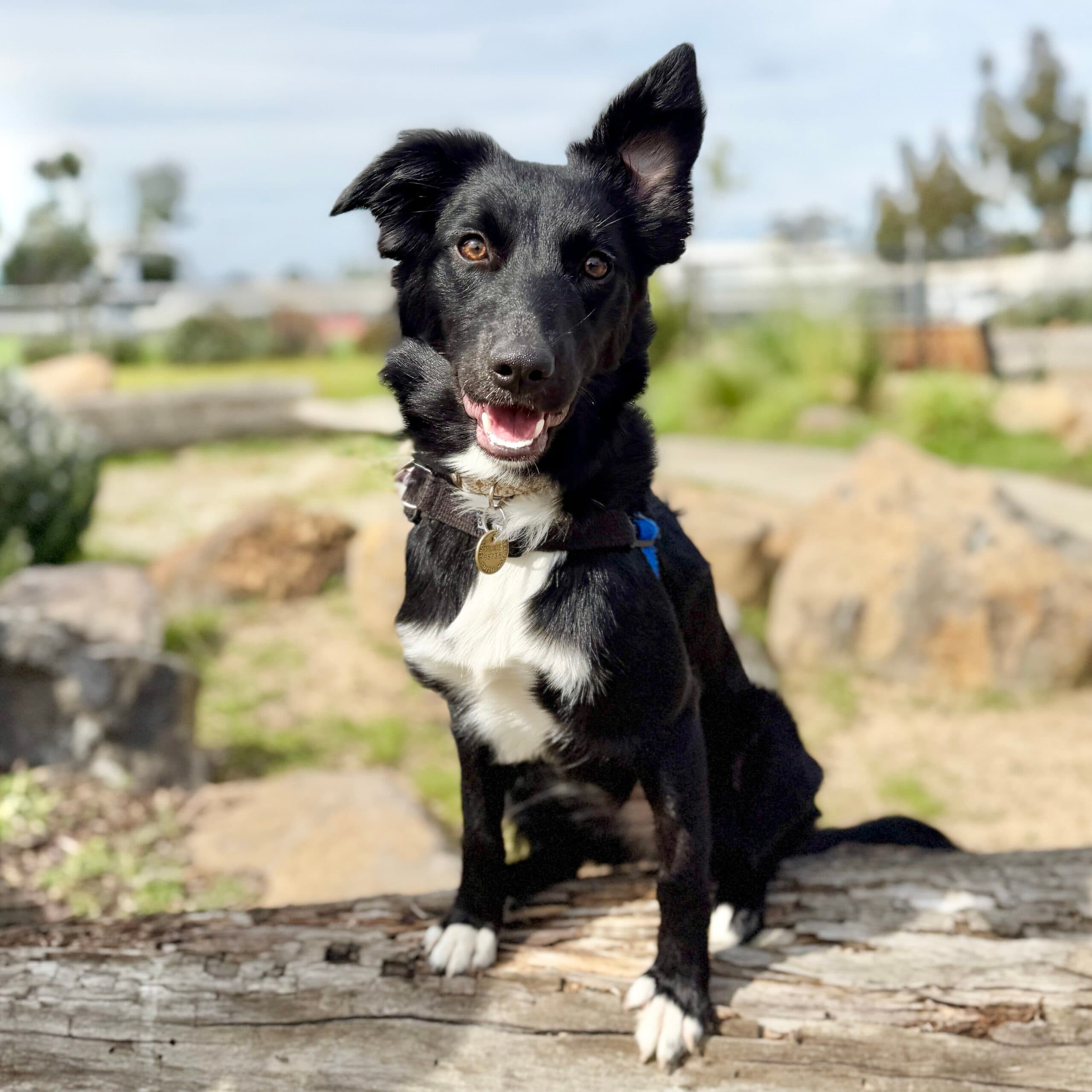 Pampa - Mixed Breed available for adoption in Melbourne