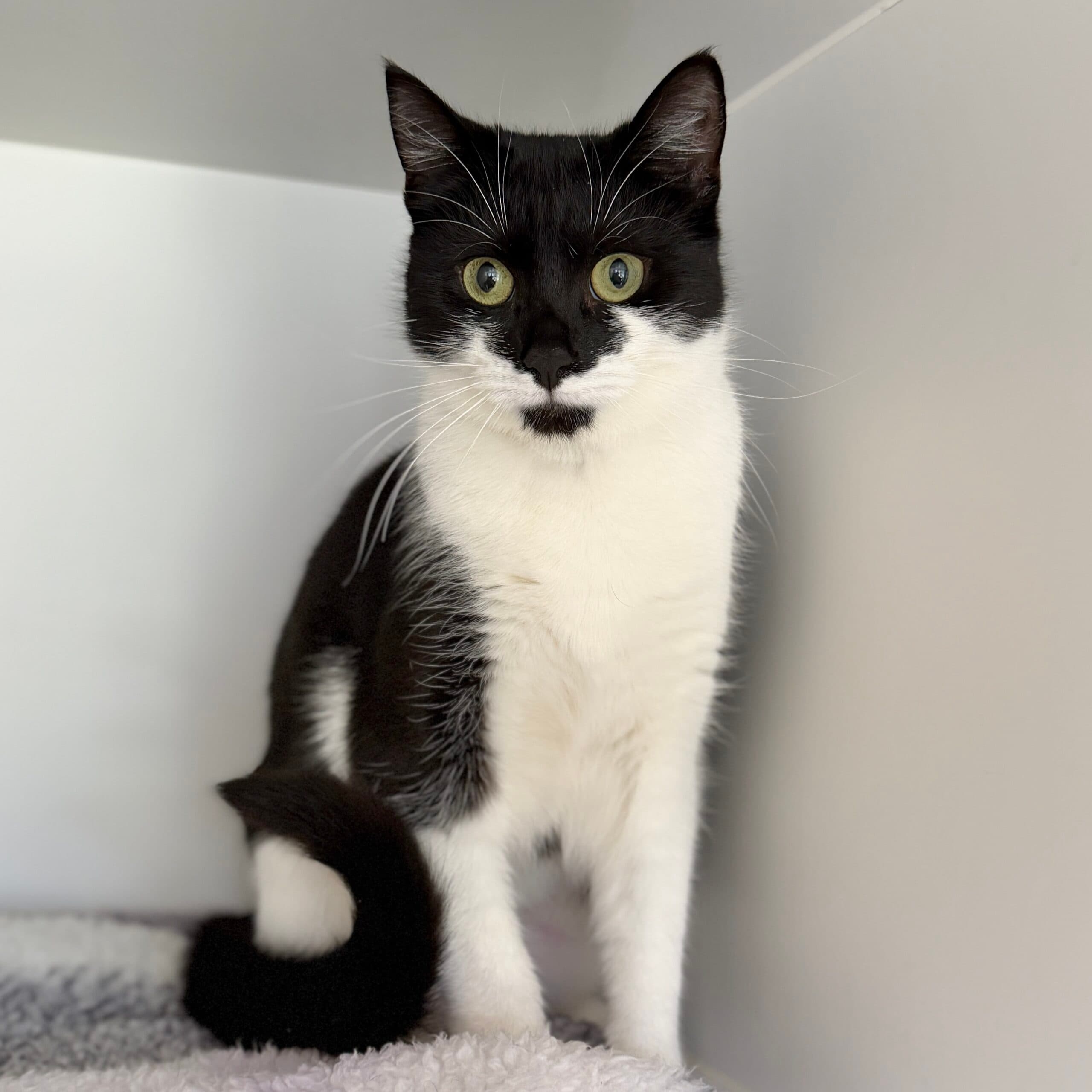 Coco - Domestic Shorthair cat available for adoption at Lort Smith in Melbourne