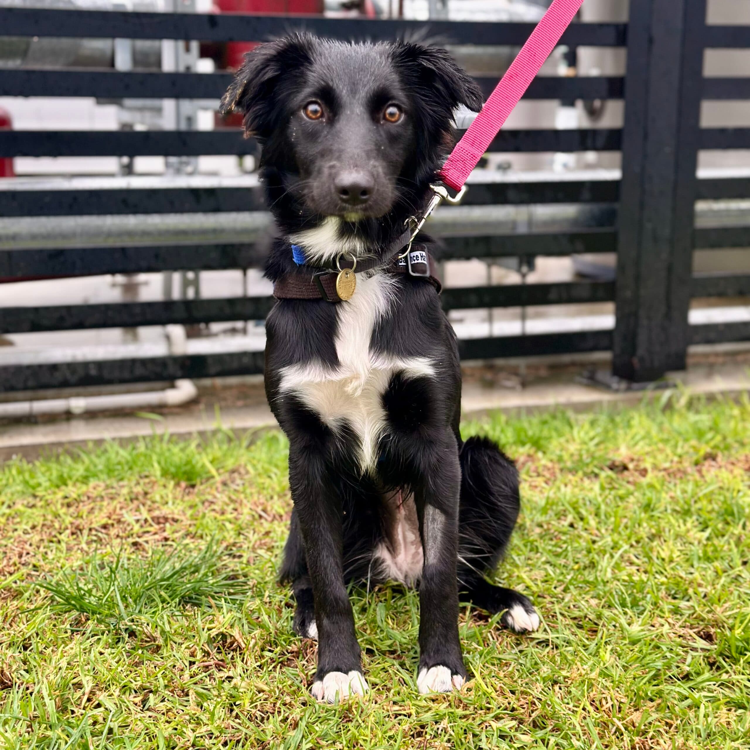 Pampa - Mixed Breed available for adoption at Lort Smith in Melbourne