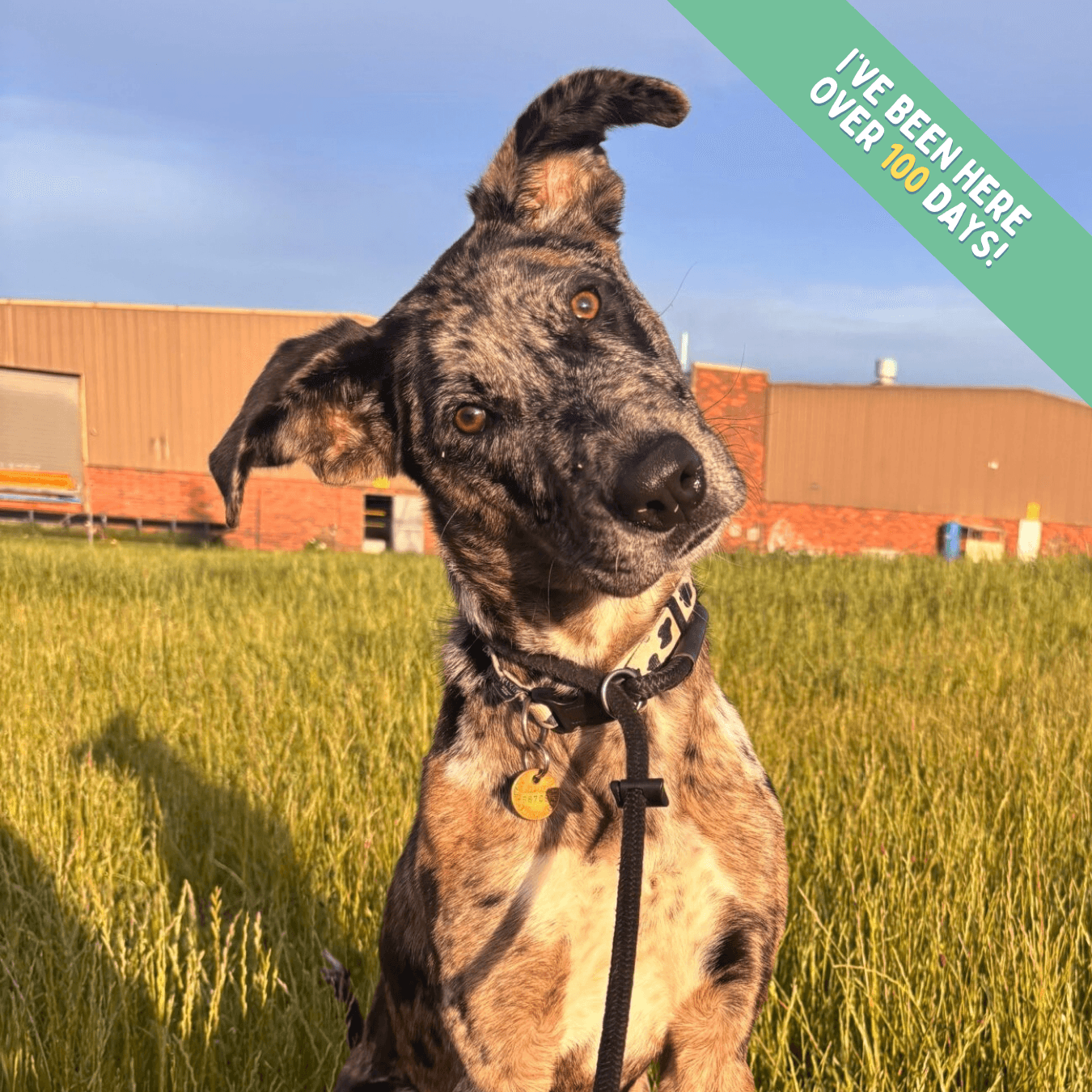 Sesame - Great Dane x Catahoula Cross available for adoption in Melbourne