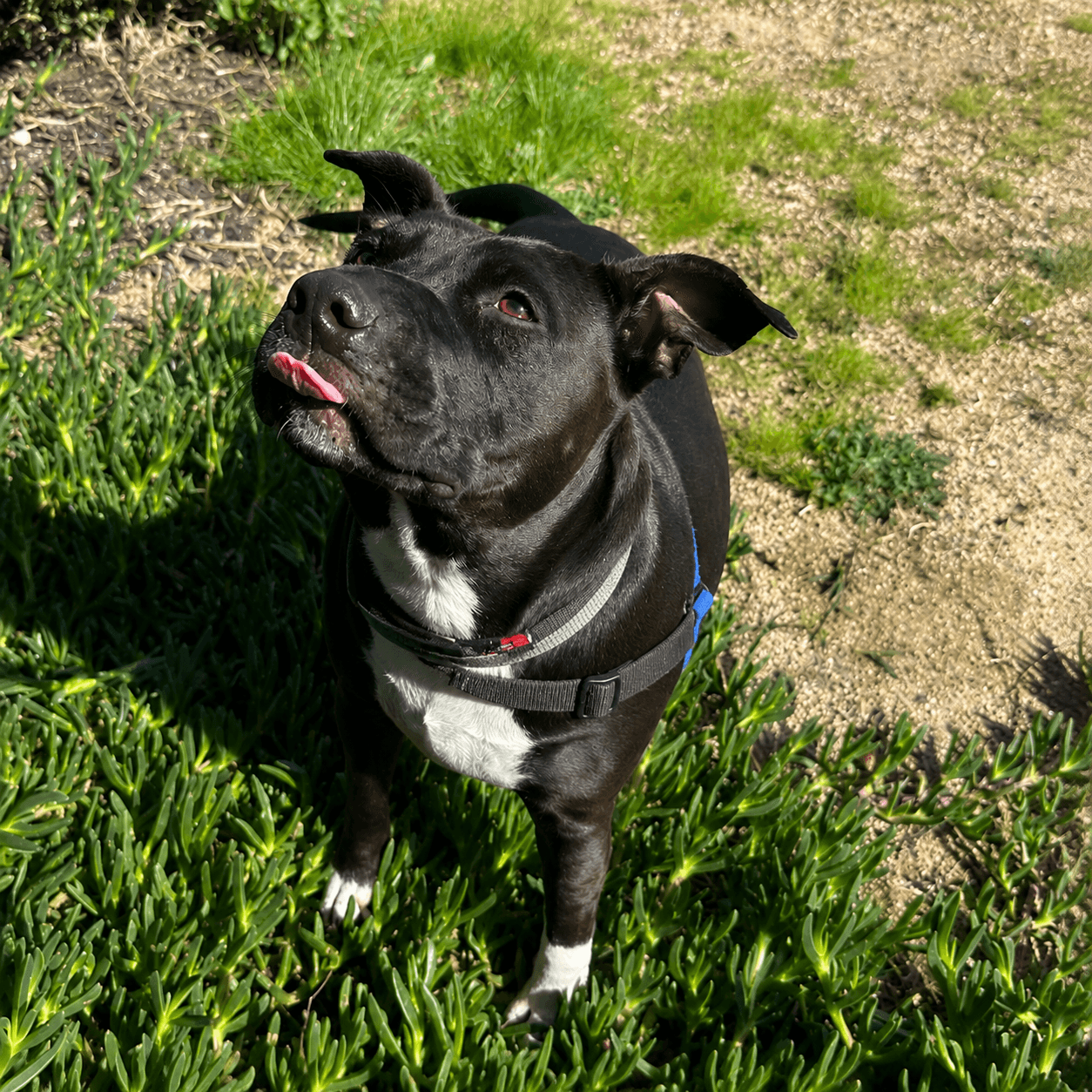 Kobe - Mixed Breed available for adoption at Lort Smith in Melbourne