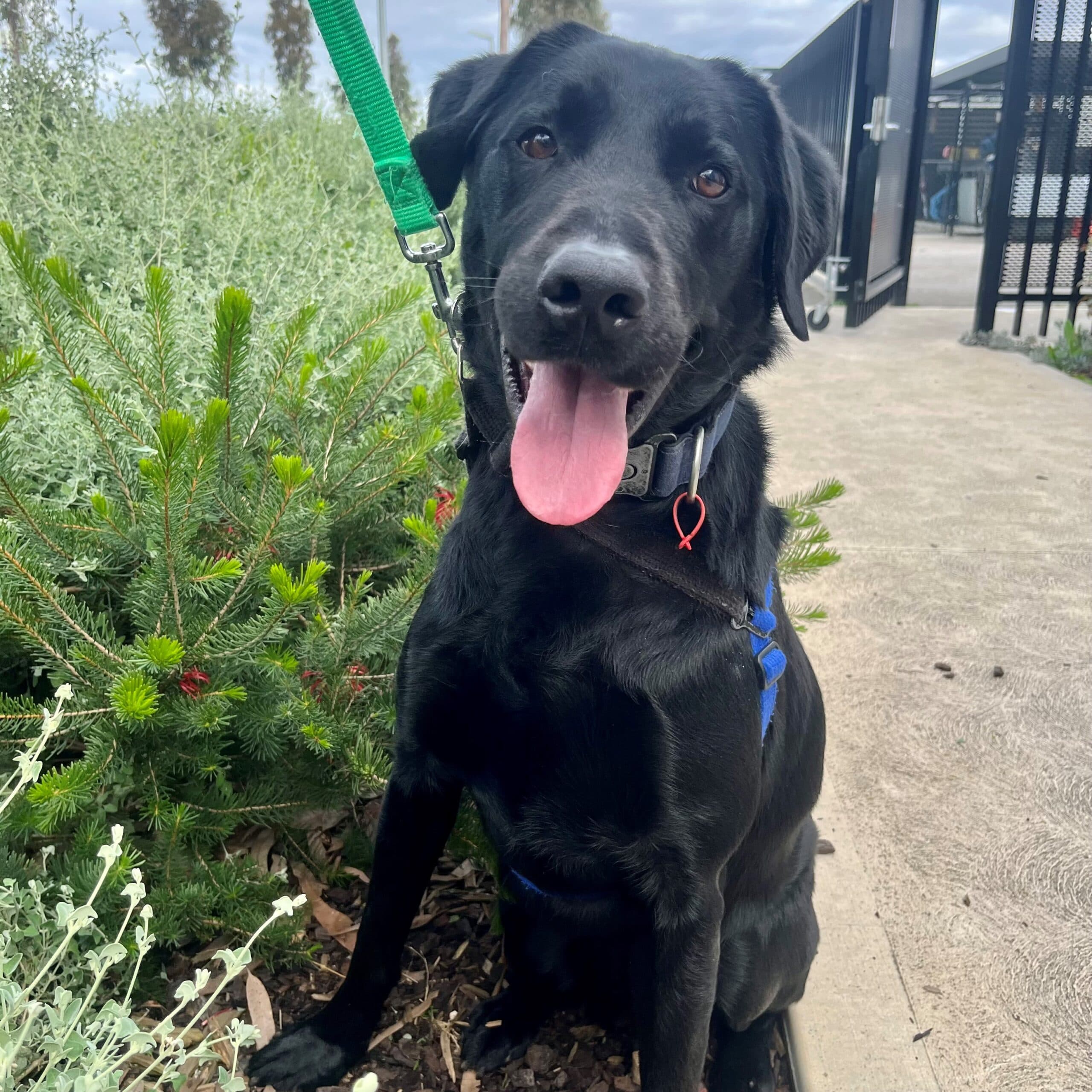 Sooty - Mixed Breed available for adoption at Lort Smith in Melbourne