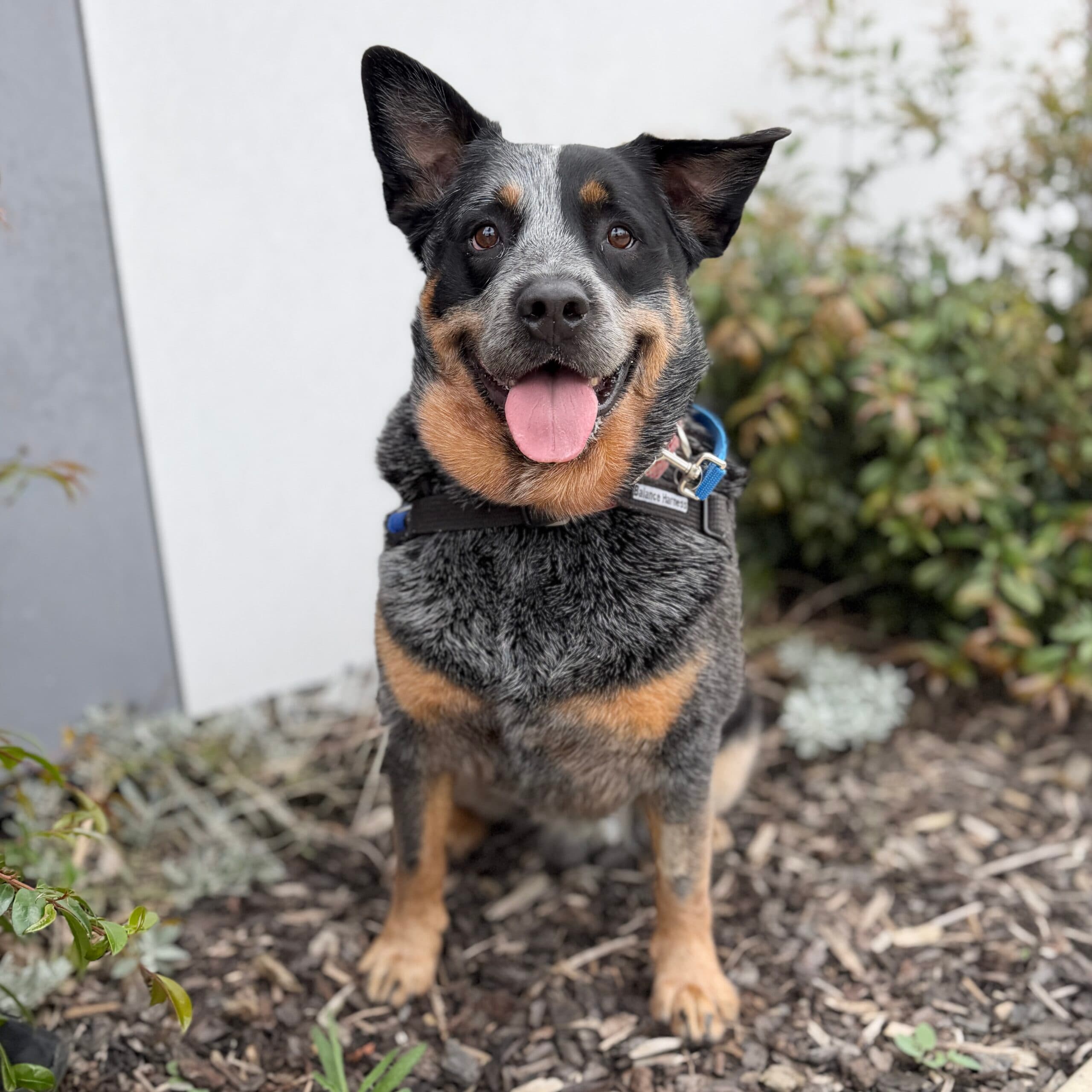 Bandit - Mixed Breed available for adoption at Lort Smith in Melbourne