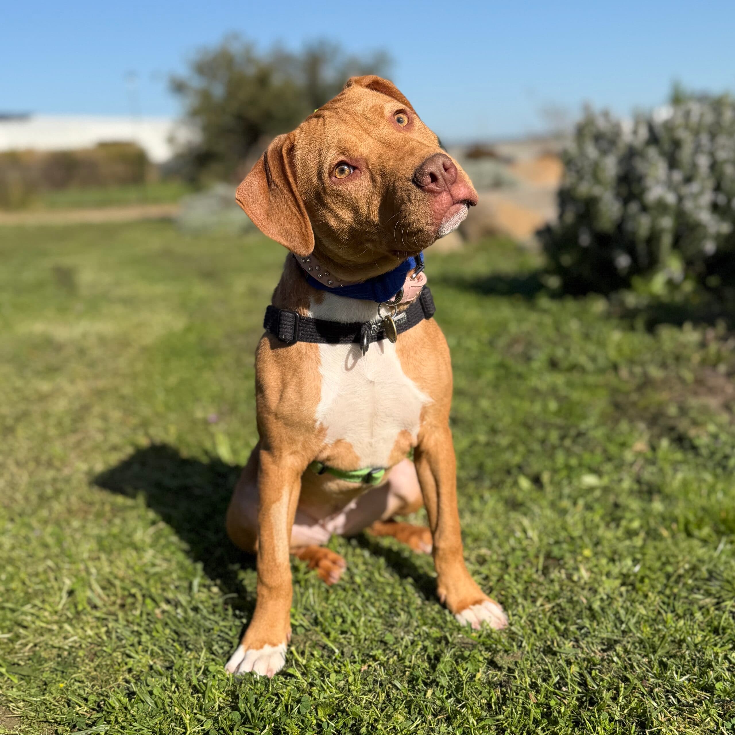 Bianca Del Rio - Mixed Breed available for adoption at Lort Smith in Melbourne