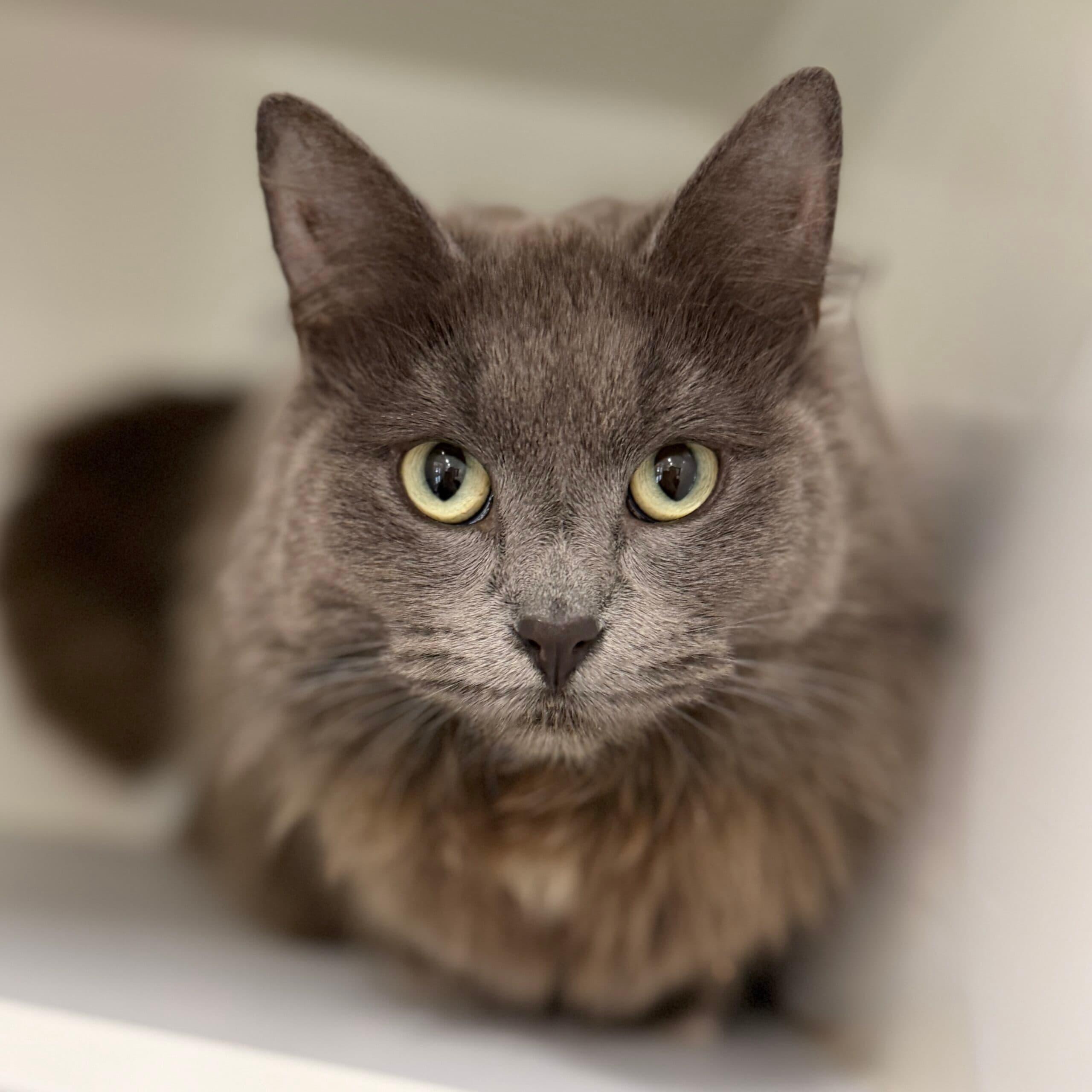 Meeka - Domestic Shorthair cat available for adoption at Lort Smith in Melbourne