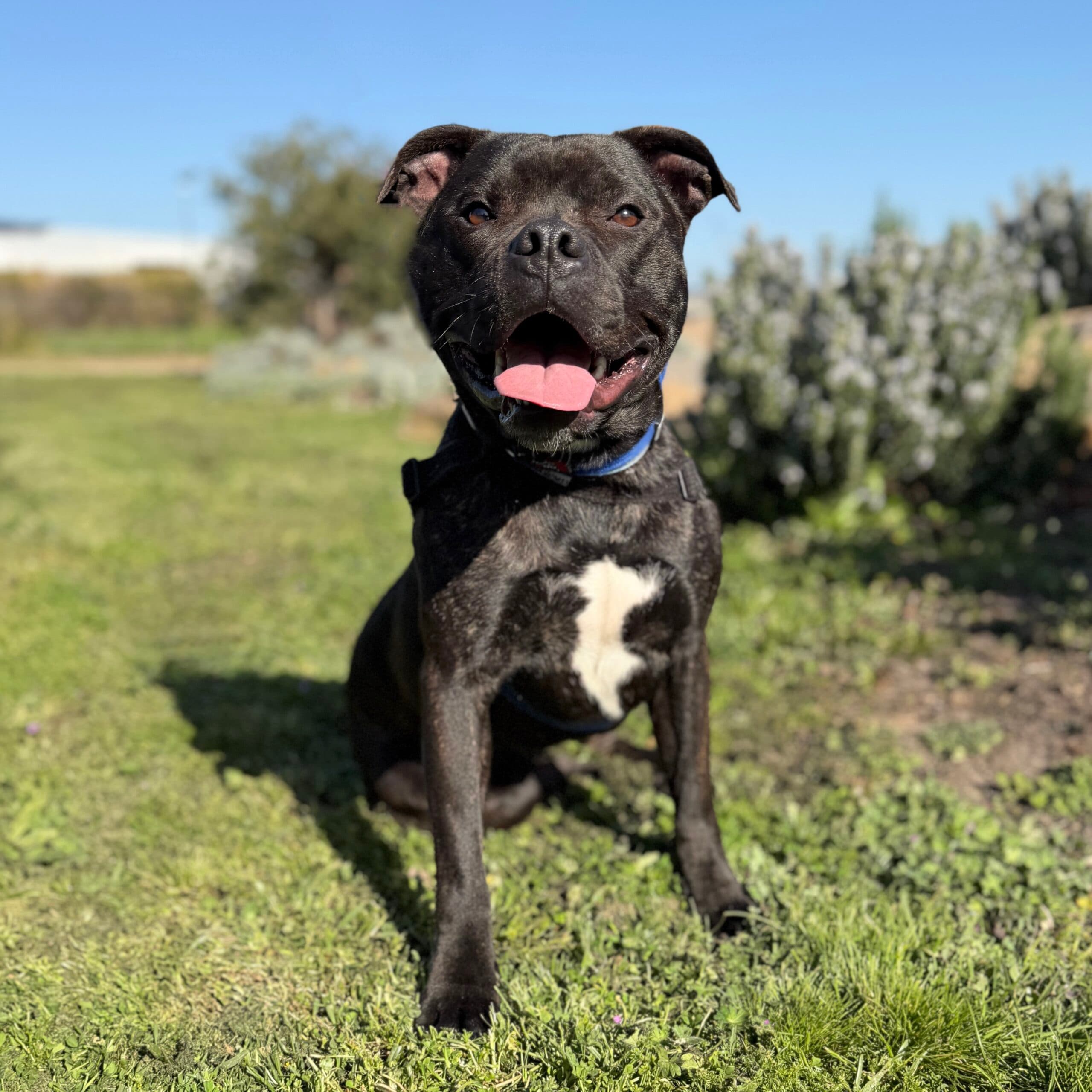Mufasa - Mixed Breed available for adoption at Lort Smith in Melbourne