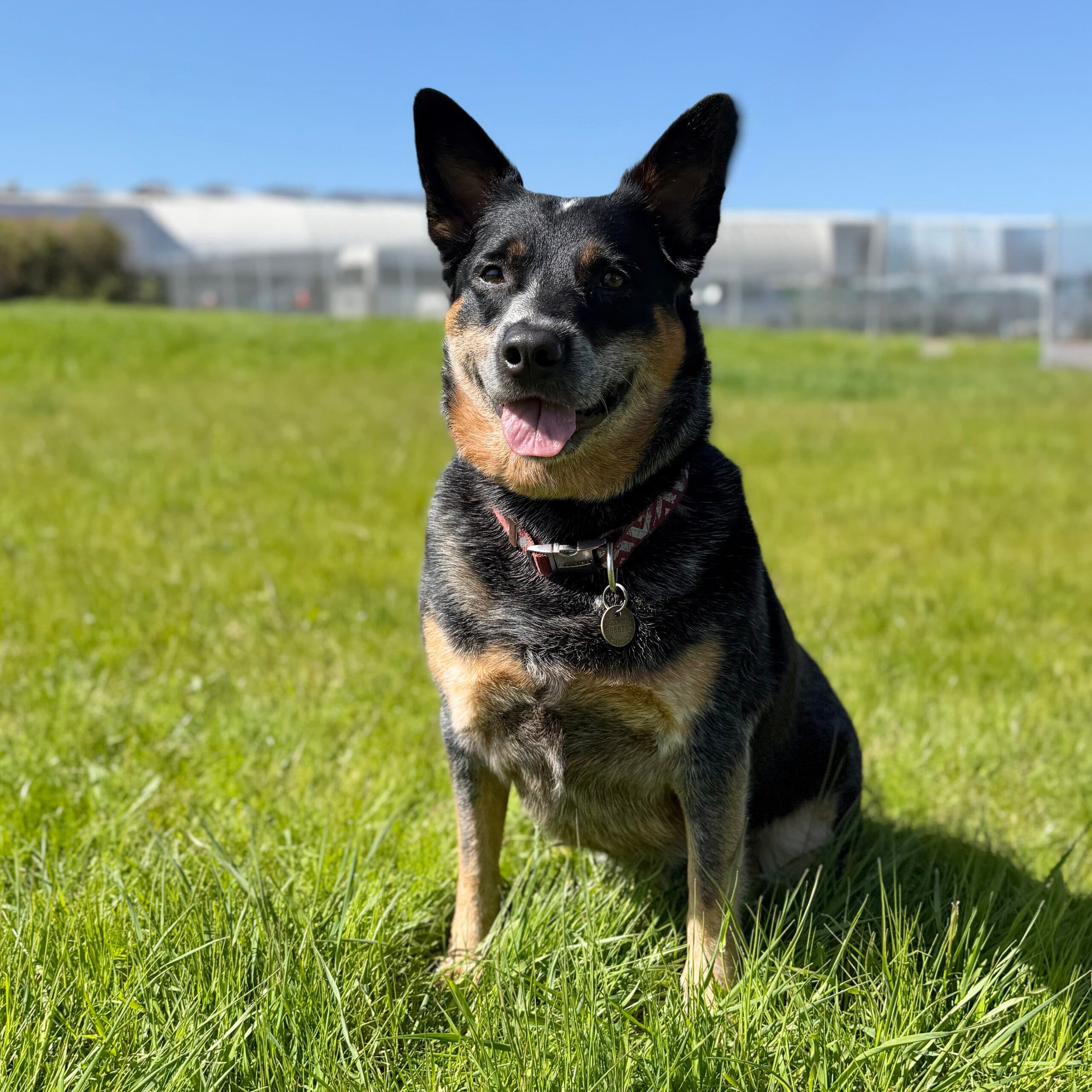 Pabalina - Mixed Breed available for adoption at Lort Smith in Melbourne