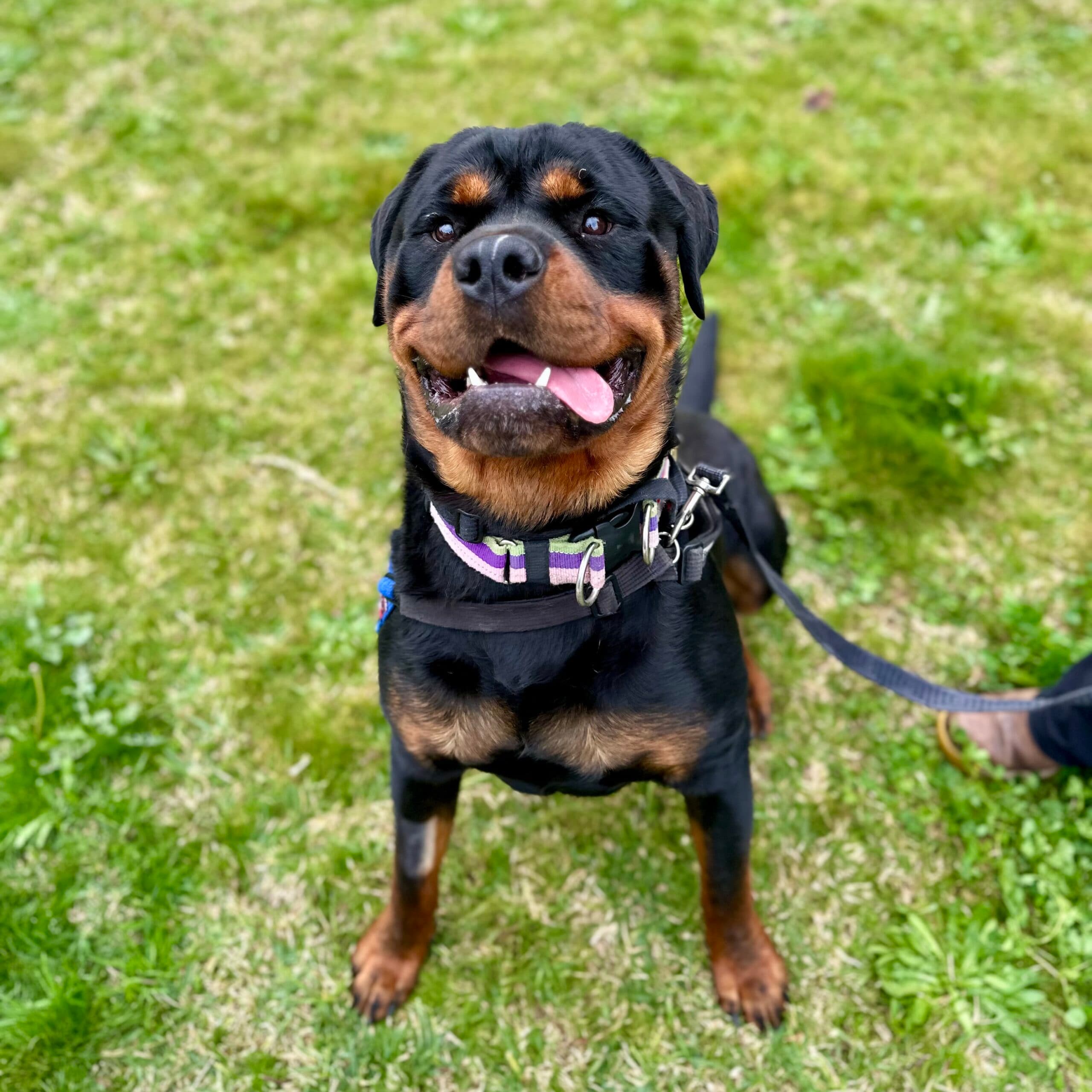 Zeus - Mixed Breed available for adoption at Lort Smith in Melbourne