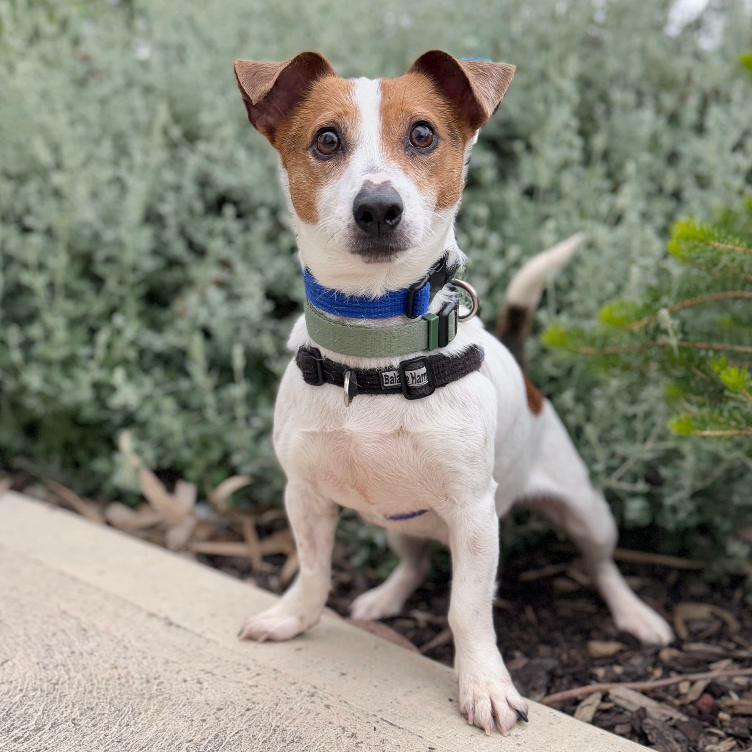 Lupin - Jack Russell Cross available for adoption at Lort Smith in Melbourne