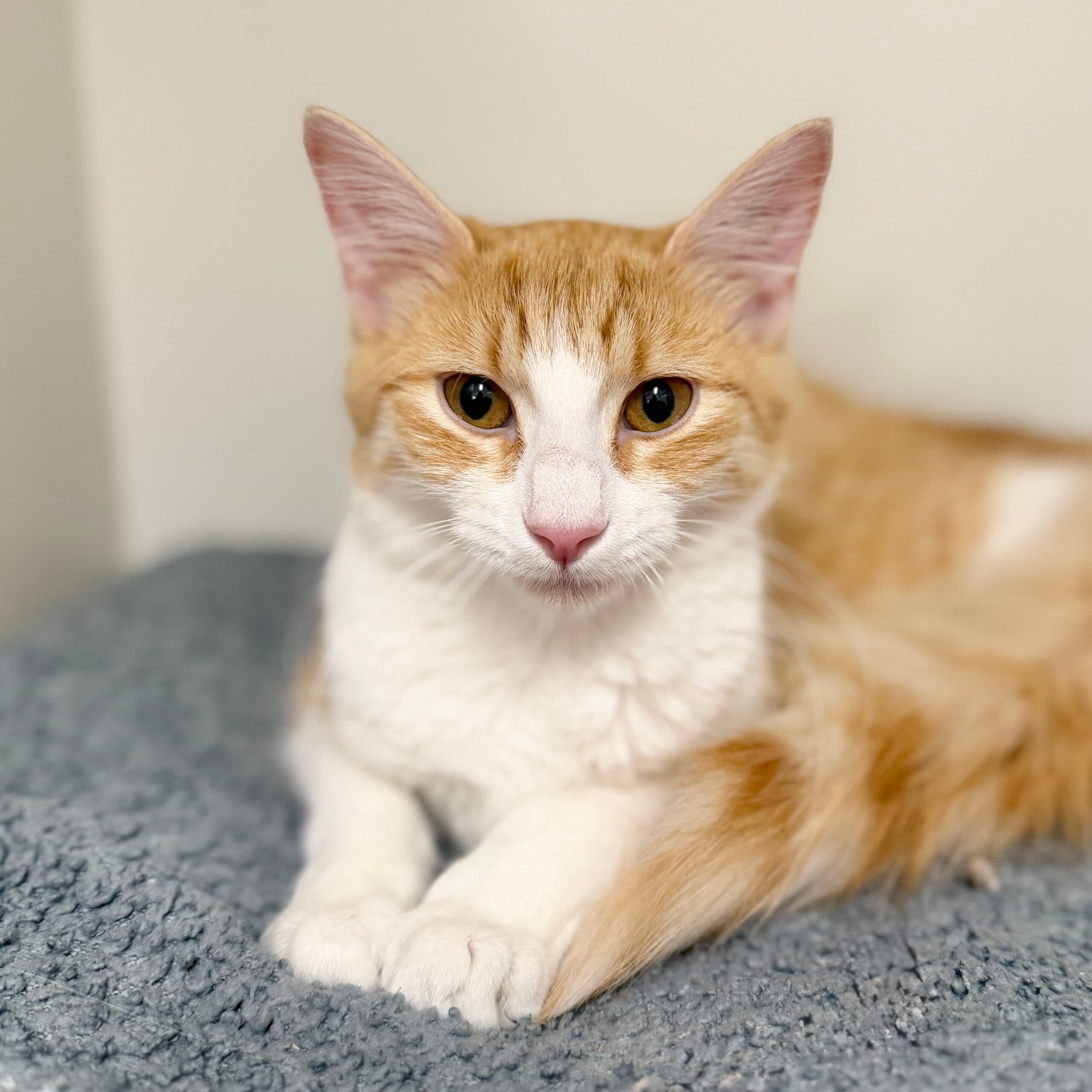 Sheridan - Domestic Shorthair cat available for adoption at Lort Smith in Melbourne