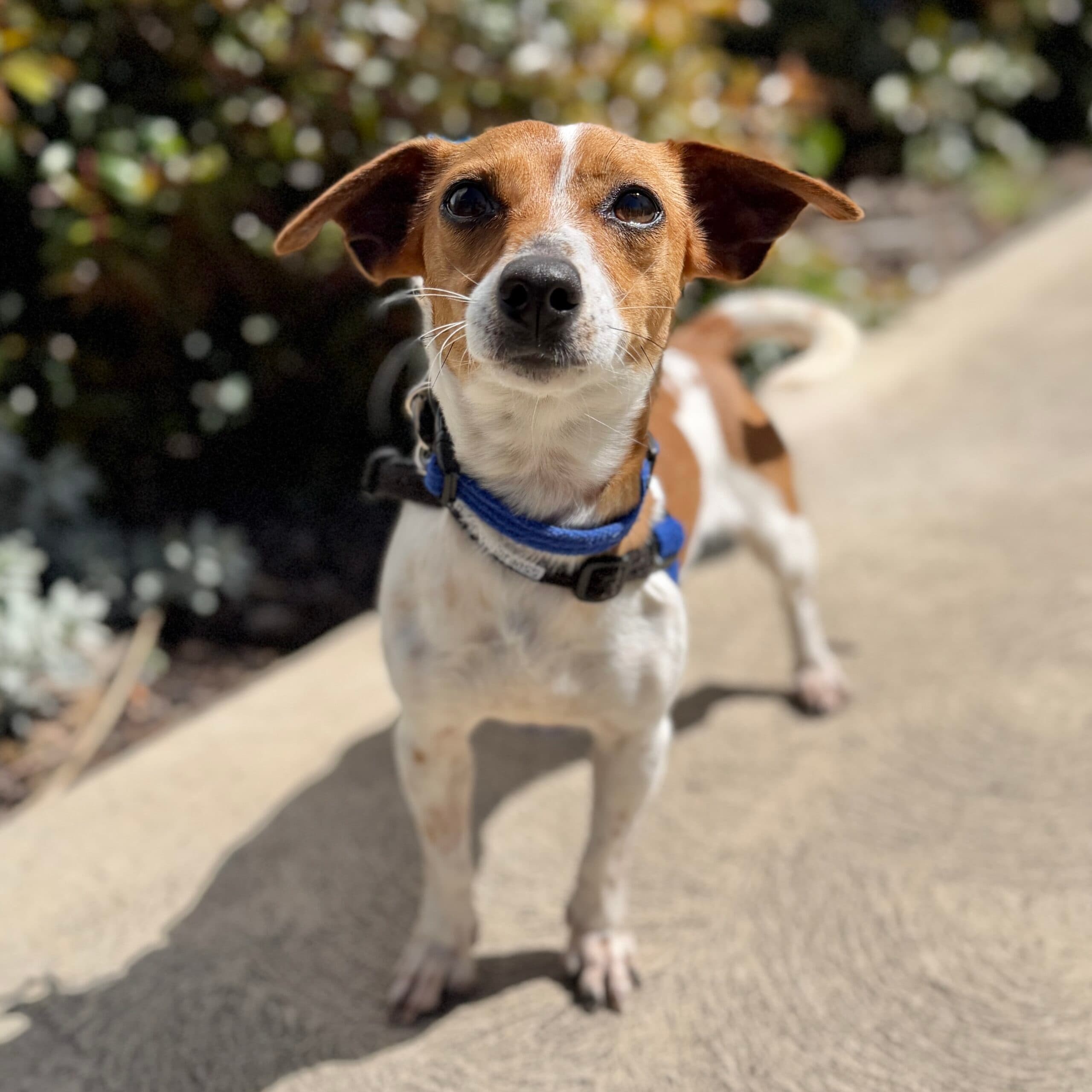 Tilly - Jack Russell Cross available for adoption at Lort Smith in Melbourne