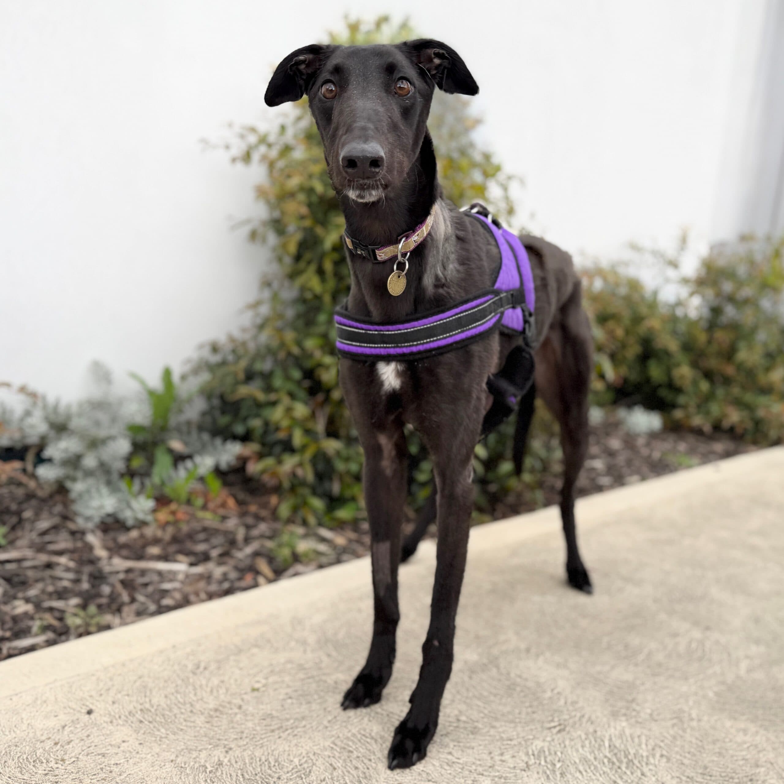 Tommy - Greyhound Cross available for adoption at Lort Smith in Melbourne