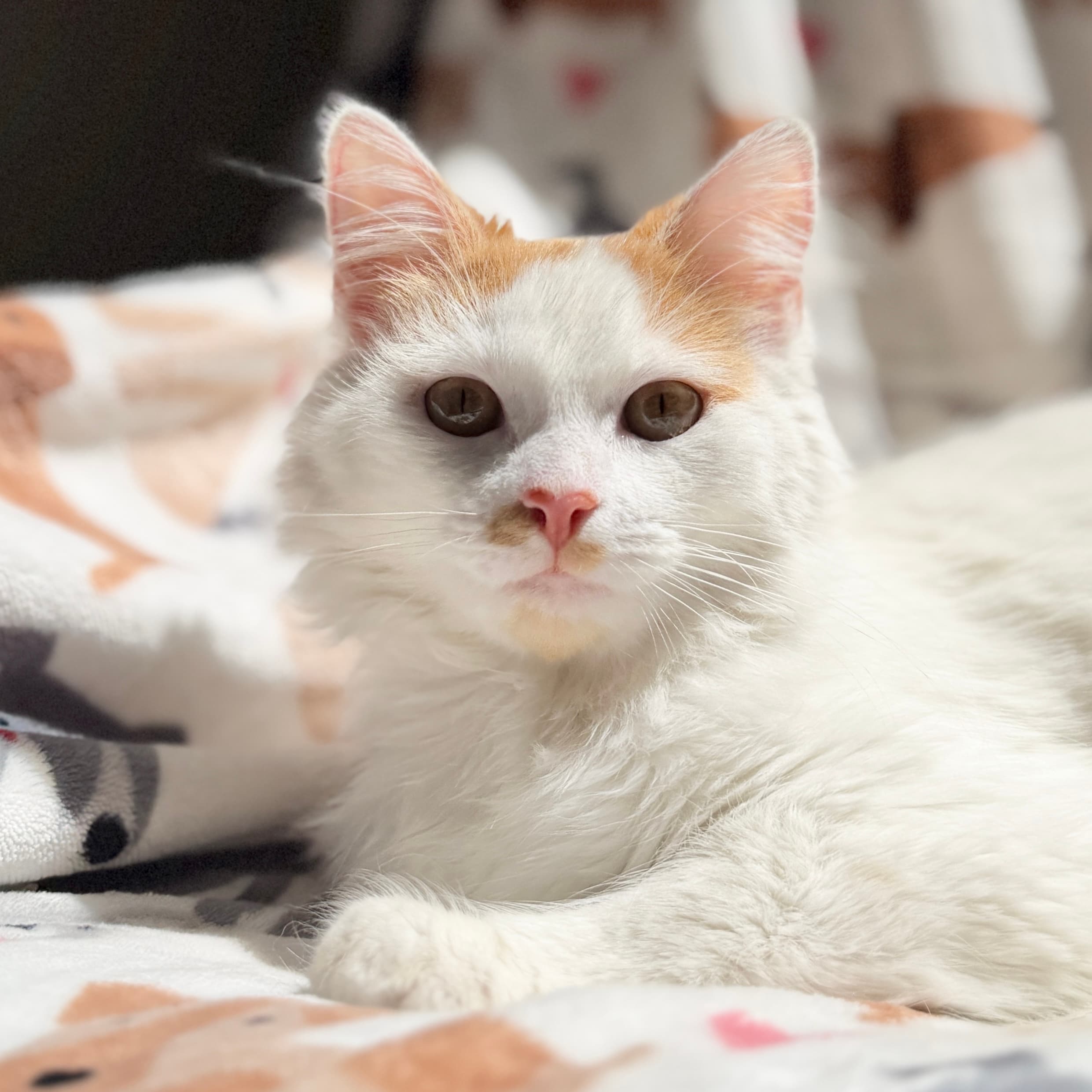 Waffle - Domestic Shorthair cat available for adoption at Lort Smith in Melbourne