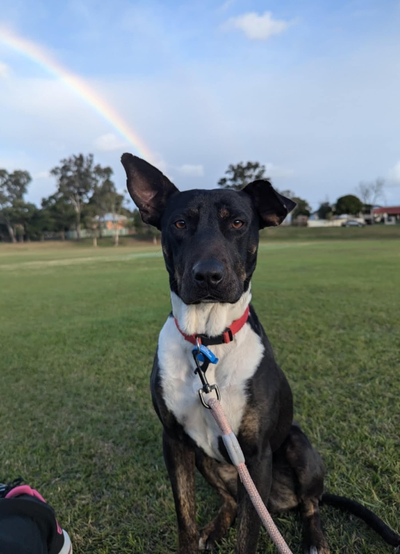 Koda - Bull Arab Cross available for adoption at Lucky Paws Dog Rescue in Brisbane