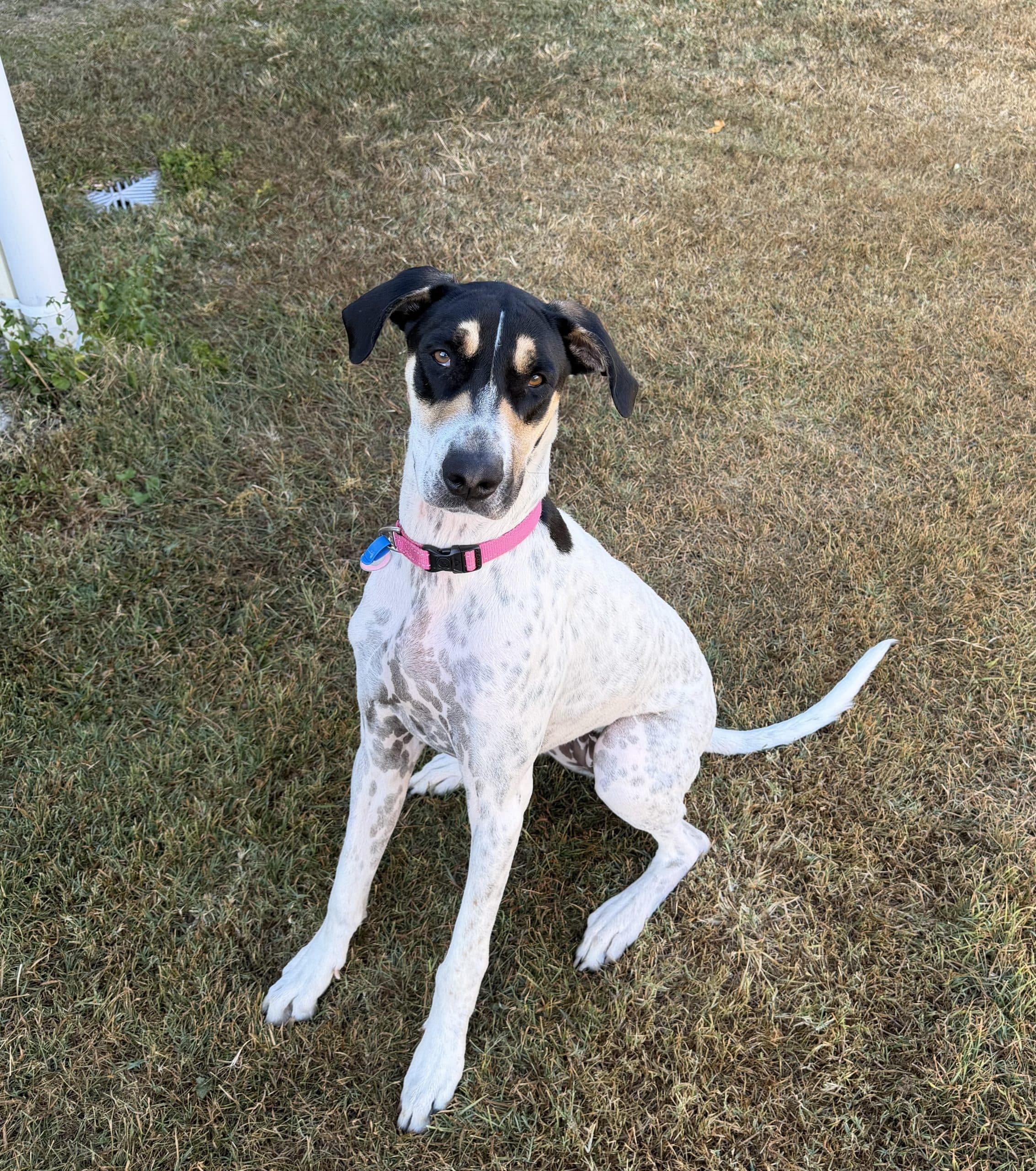 Saffron - Great Dane Cross available for adoption at Lucky Paws Dog Rescue in Brisbane