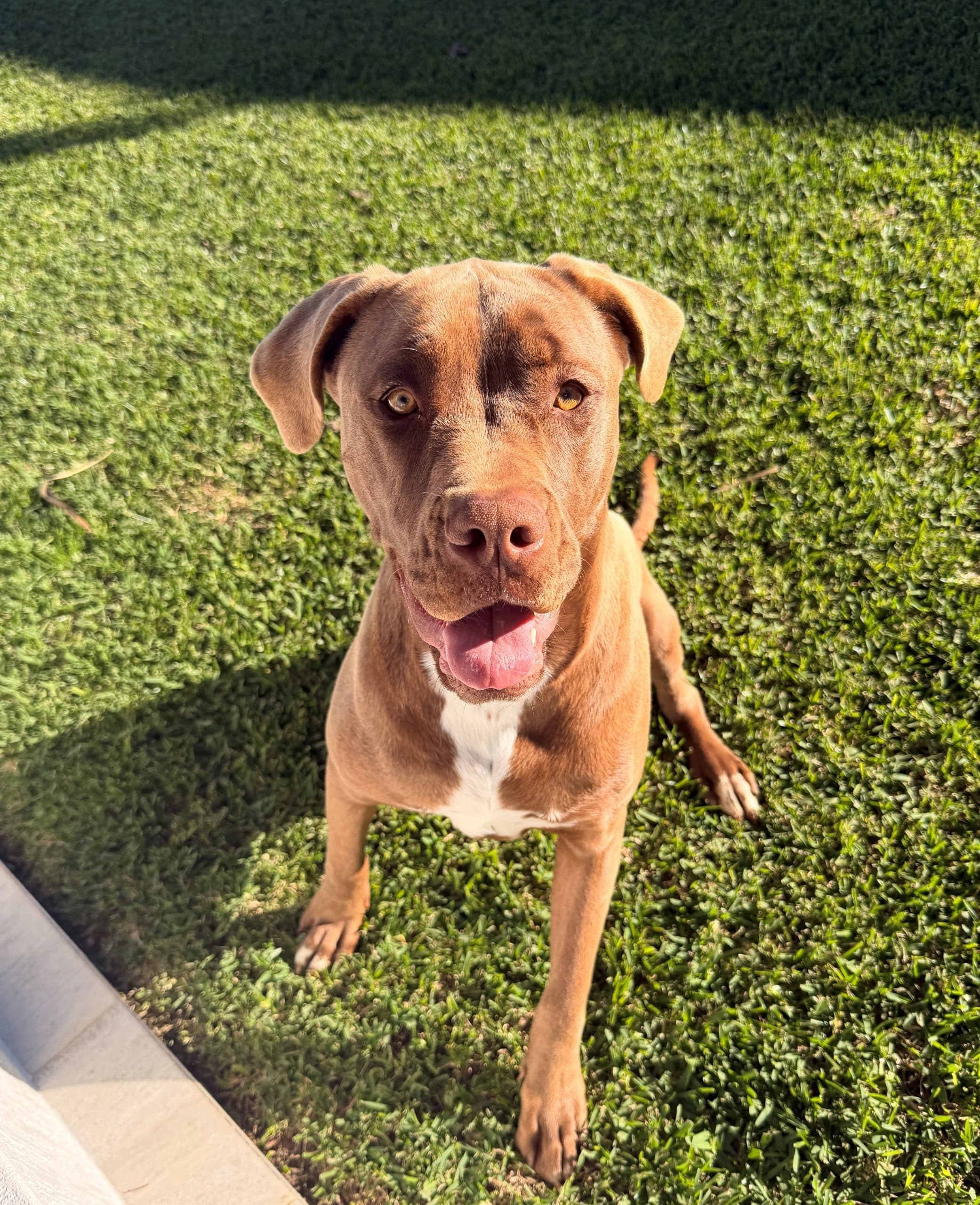 Soda - Neapolitan Mastiff Cross available for adoption in Brisbane