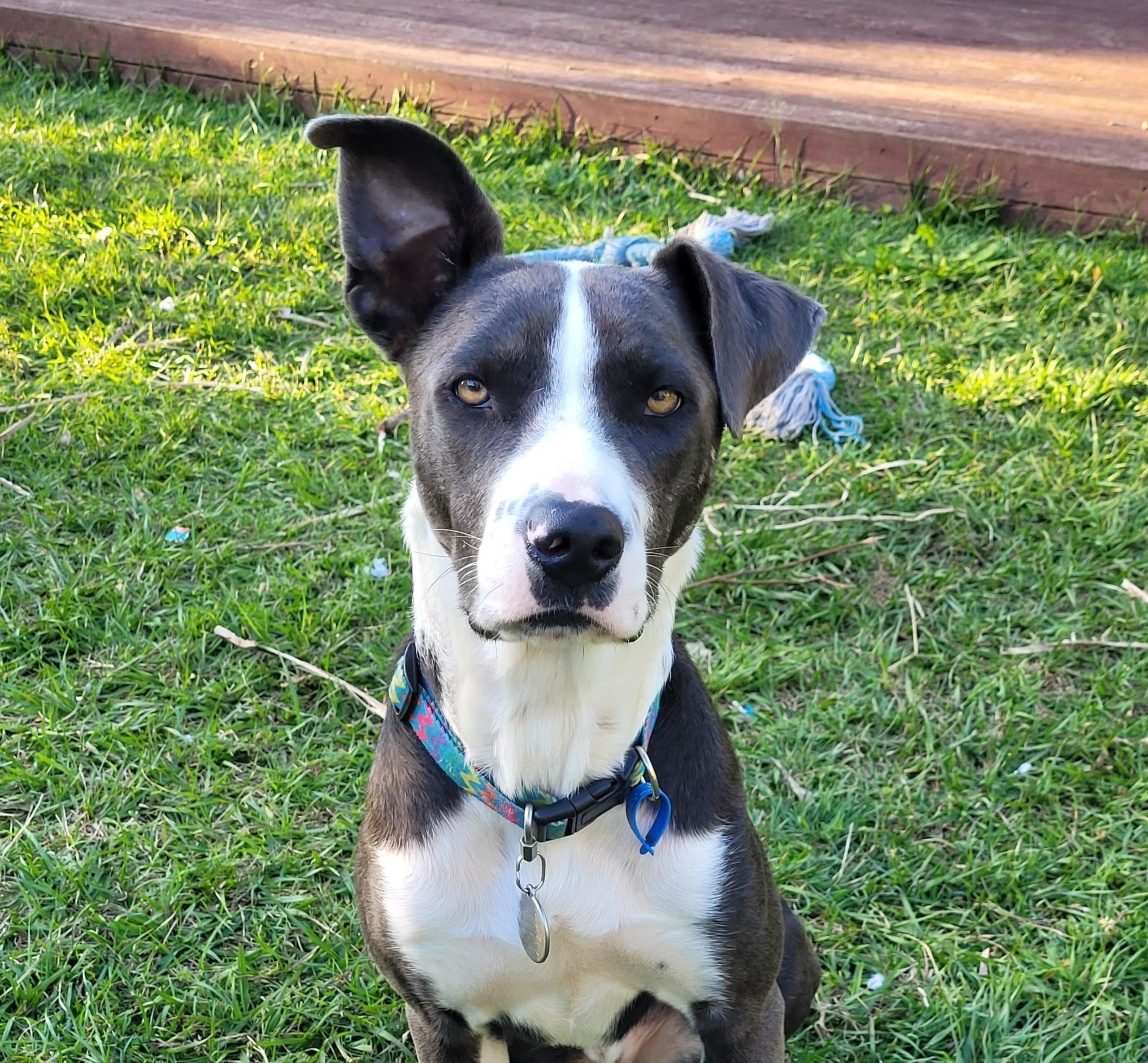 Arrow - Border Collie Cross available for adoption at Lucky Paws Dog Rescue in Brisbane