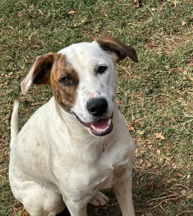Thunder - Bull Arab x Australian Cattle Dog available for adoption at Lucky Paws Dog Rescue in Brisbane