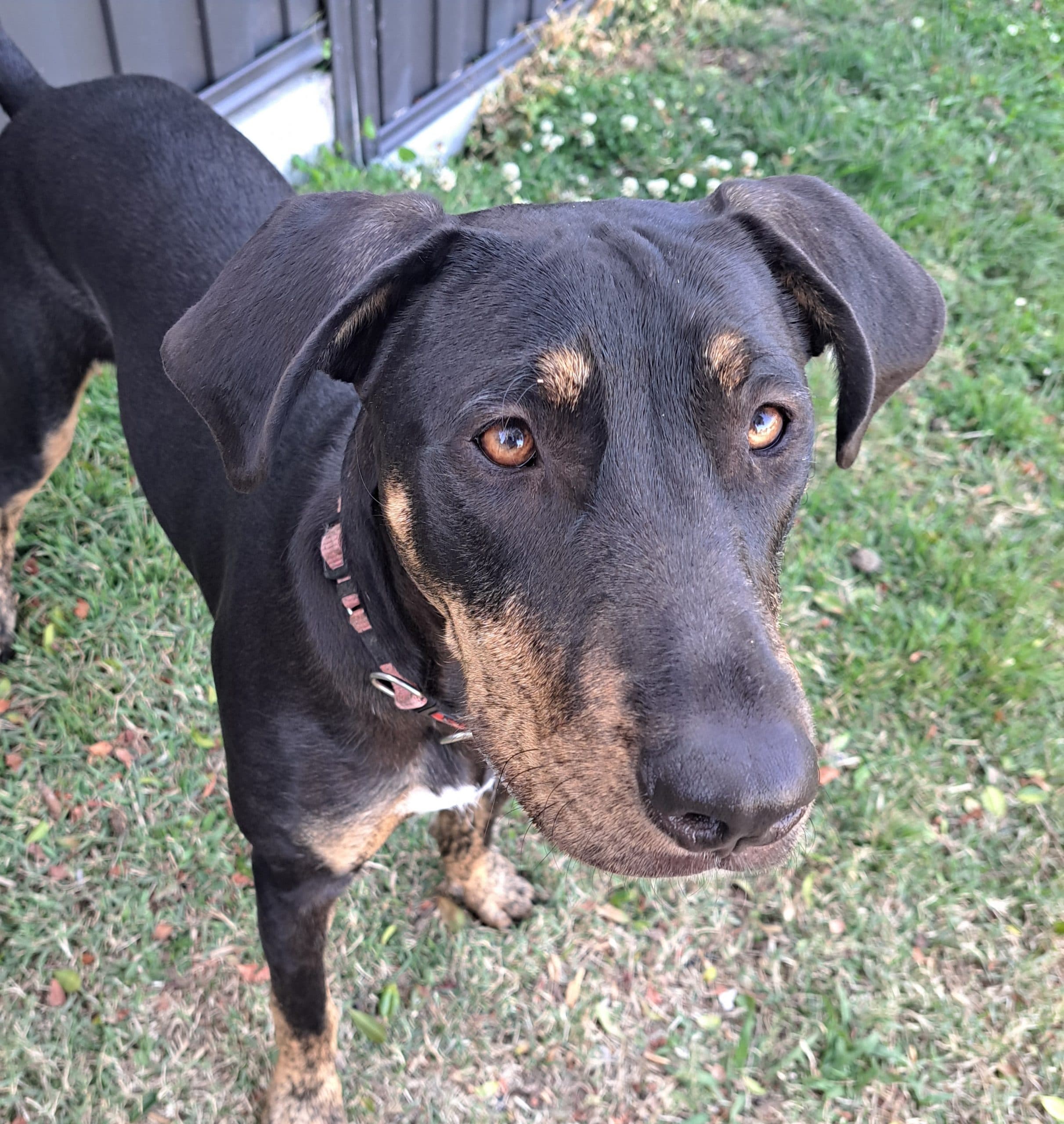 Camille - Irish Wolfhound Cross available for adoption at Lucky Paws Dog Rescue in Brisbane