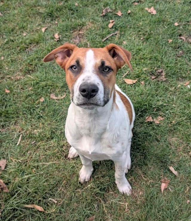 Sashimi - Australian Cattle Dog Cross available for adoption at Lucky Paws Dog Rescue in Brisbane