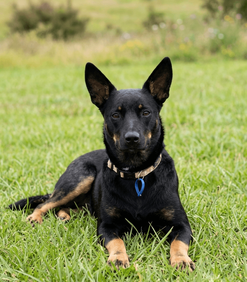 Ali - Australian Kelpie x Australian Cattle Dog available for adoption at Lucky Paws Dog Rescue in Brisbane