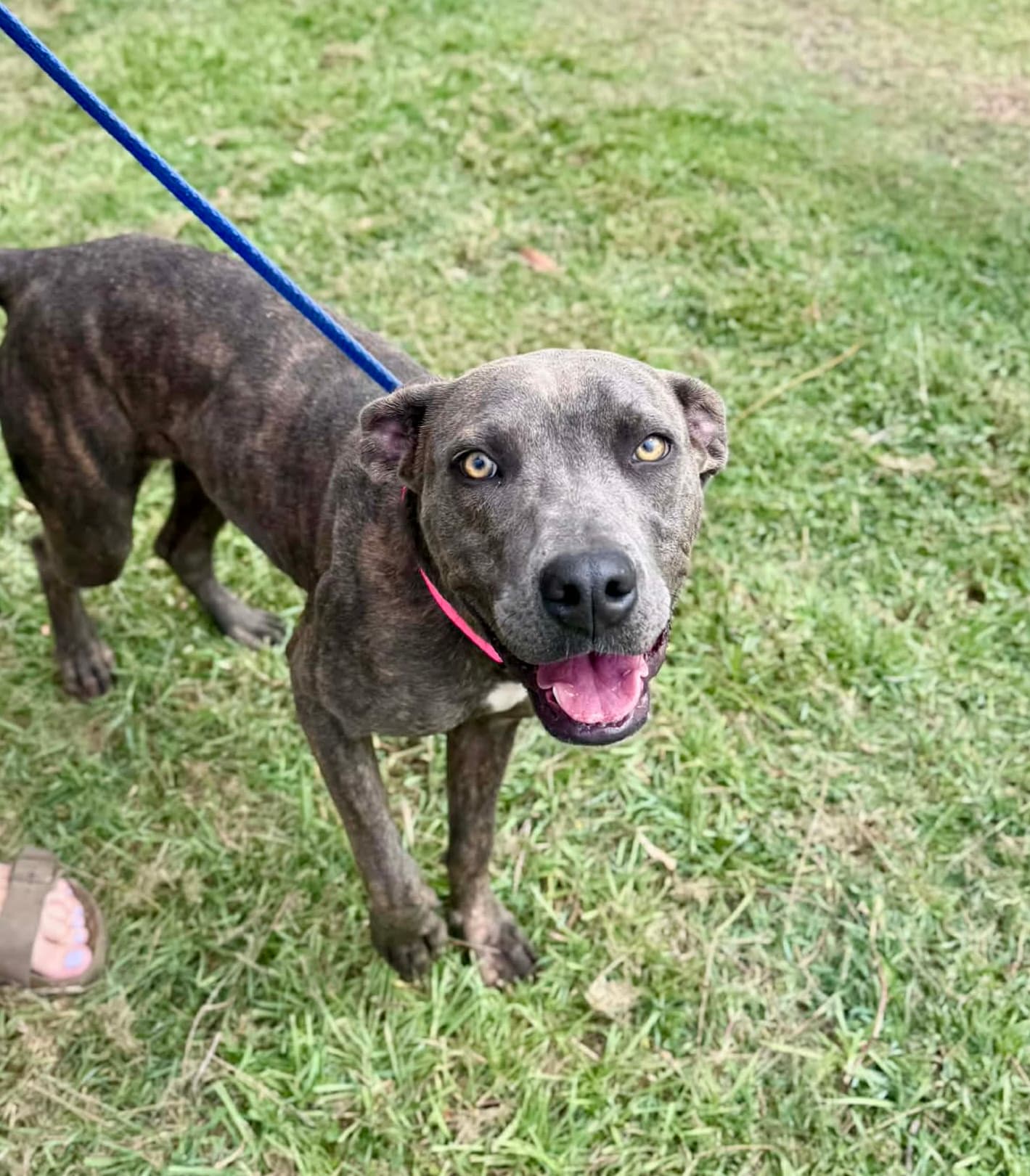 Lainey - American Staffordshire Terrier Cross available for adoption at Lucky Paws Dog Rescue in Brisbane