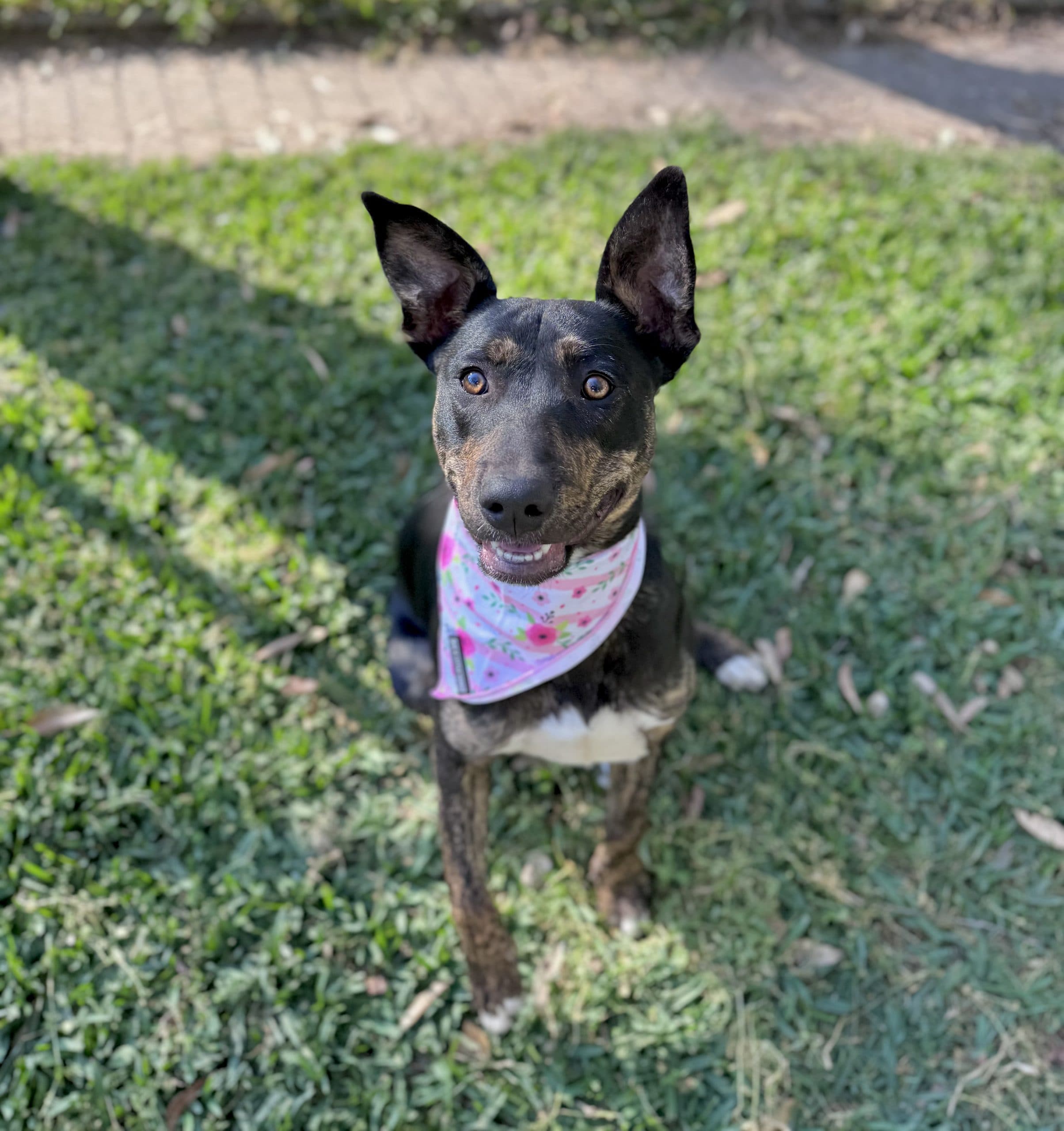 Lottie - Australian Kelpie x Staffordshire Bull Terrier available for adoption at Lucky Paws Dog Rescue in Brisbane