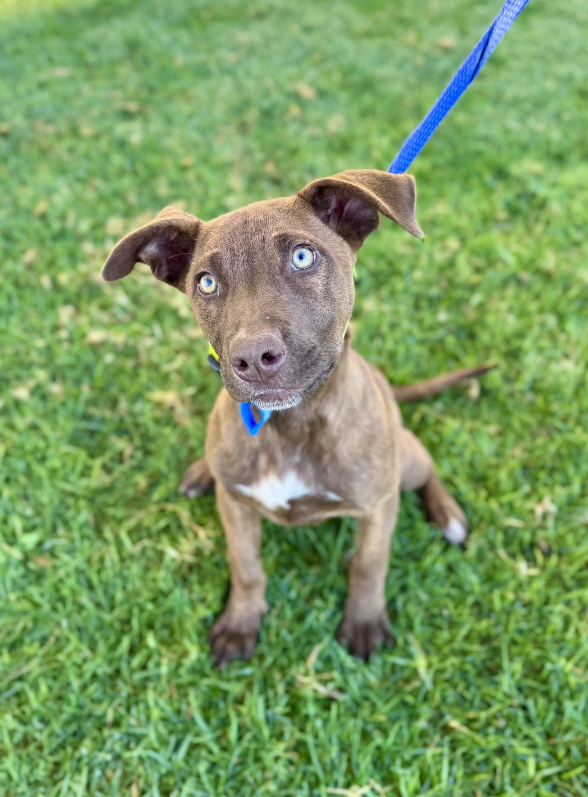 Summer - American Staffordshire Terrier Cross available for adoption at Lucky Paws Dog Rescue in Brisbane