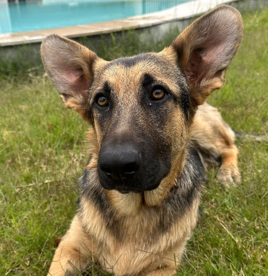 Gidget - German Shepherd available for adoption at Lucky Paws Dog Rescue in Brisbane