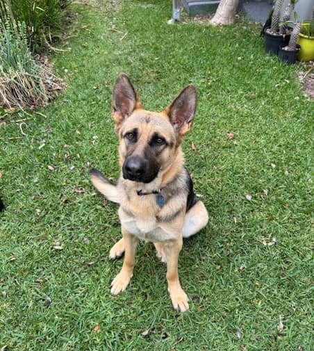 Shilo - German Shepherd available for adoption in Brisbane