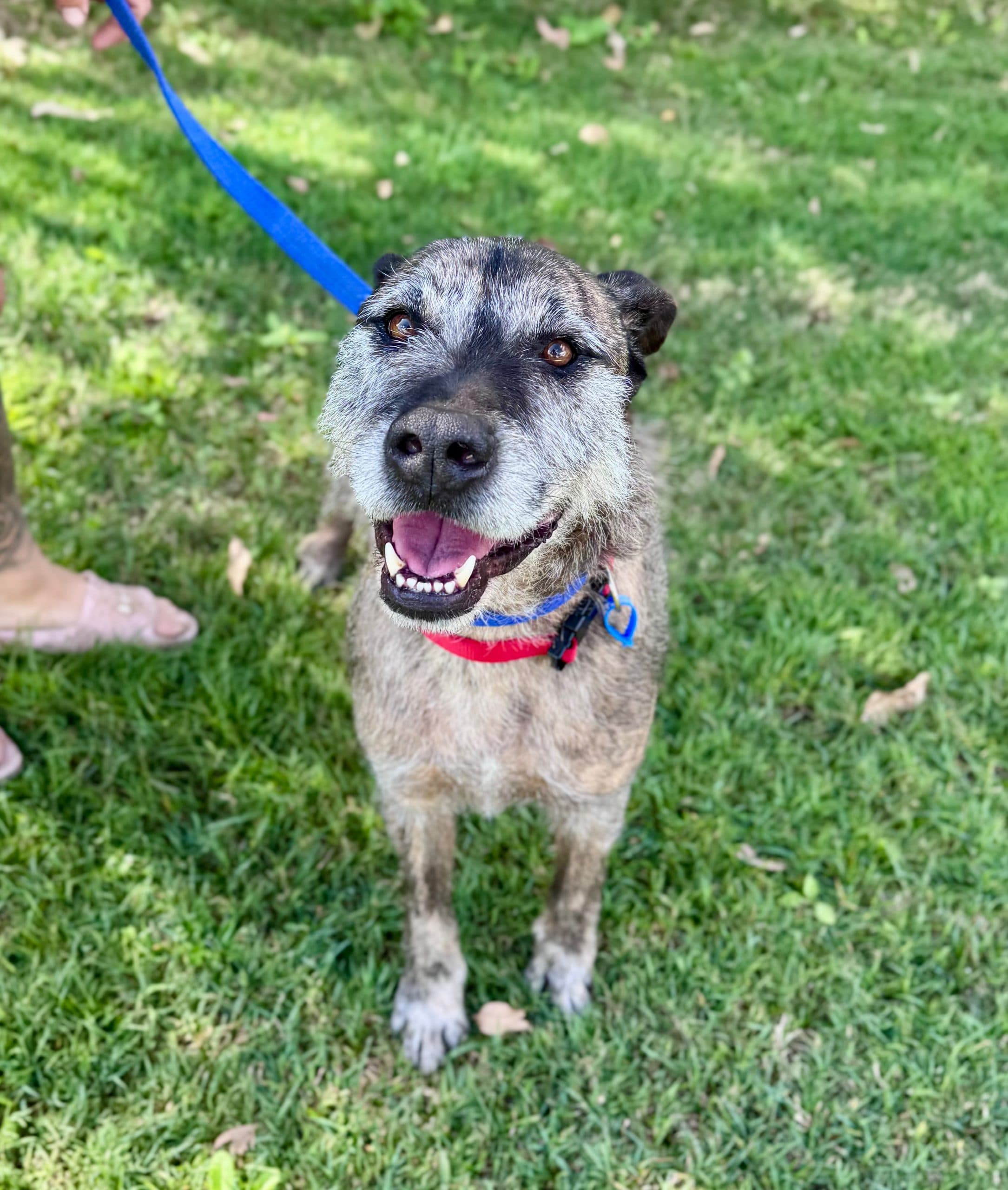 Trusty - Irish Wolfhound Cross available for adoption at Lucky Paws Dog Rescue in Brisbane