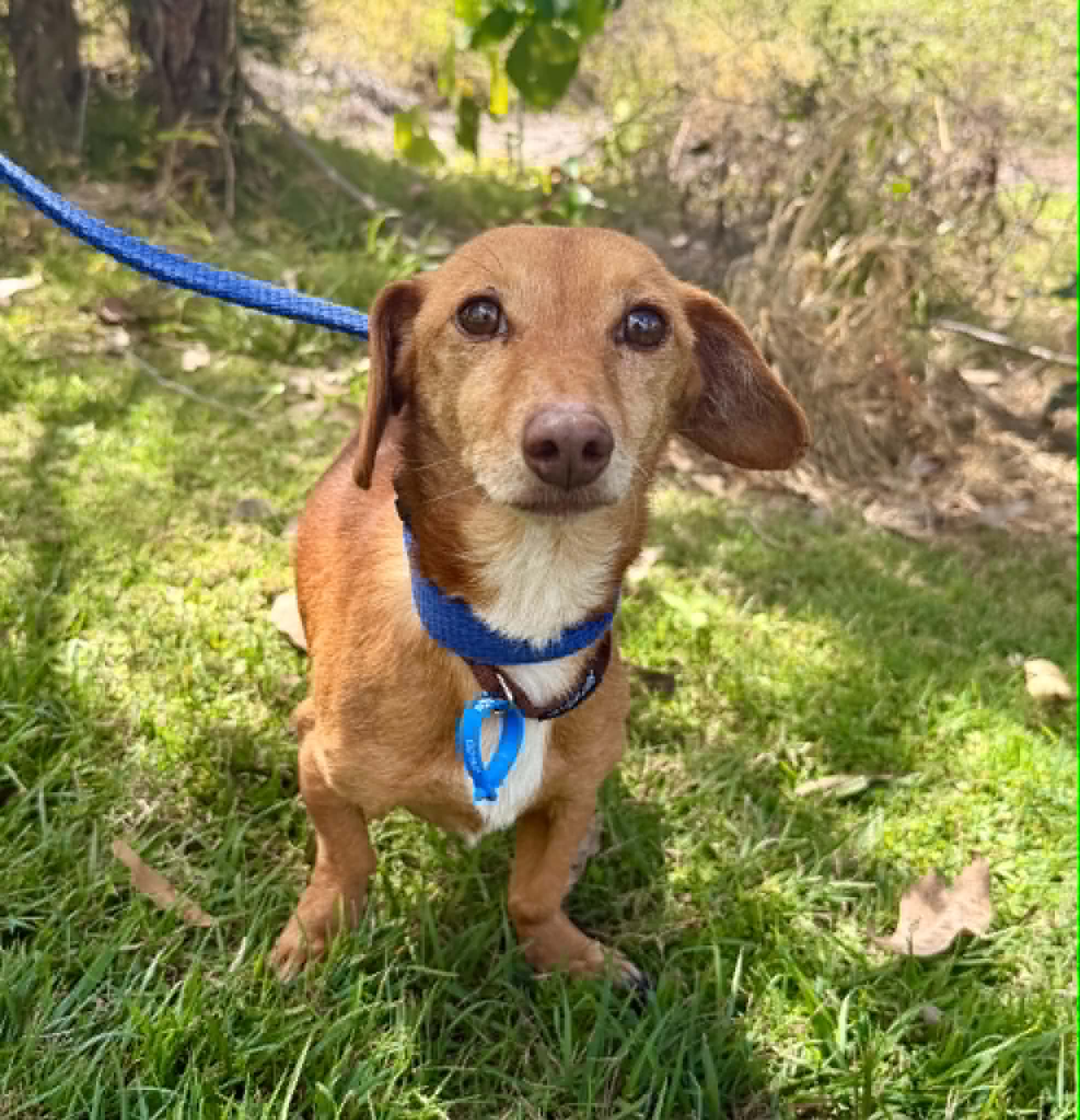 Hans - Miniature Dachshund Cross available for adoption at Lucky Paws Dog Rescue in Brisbane