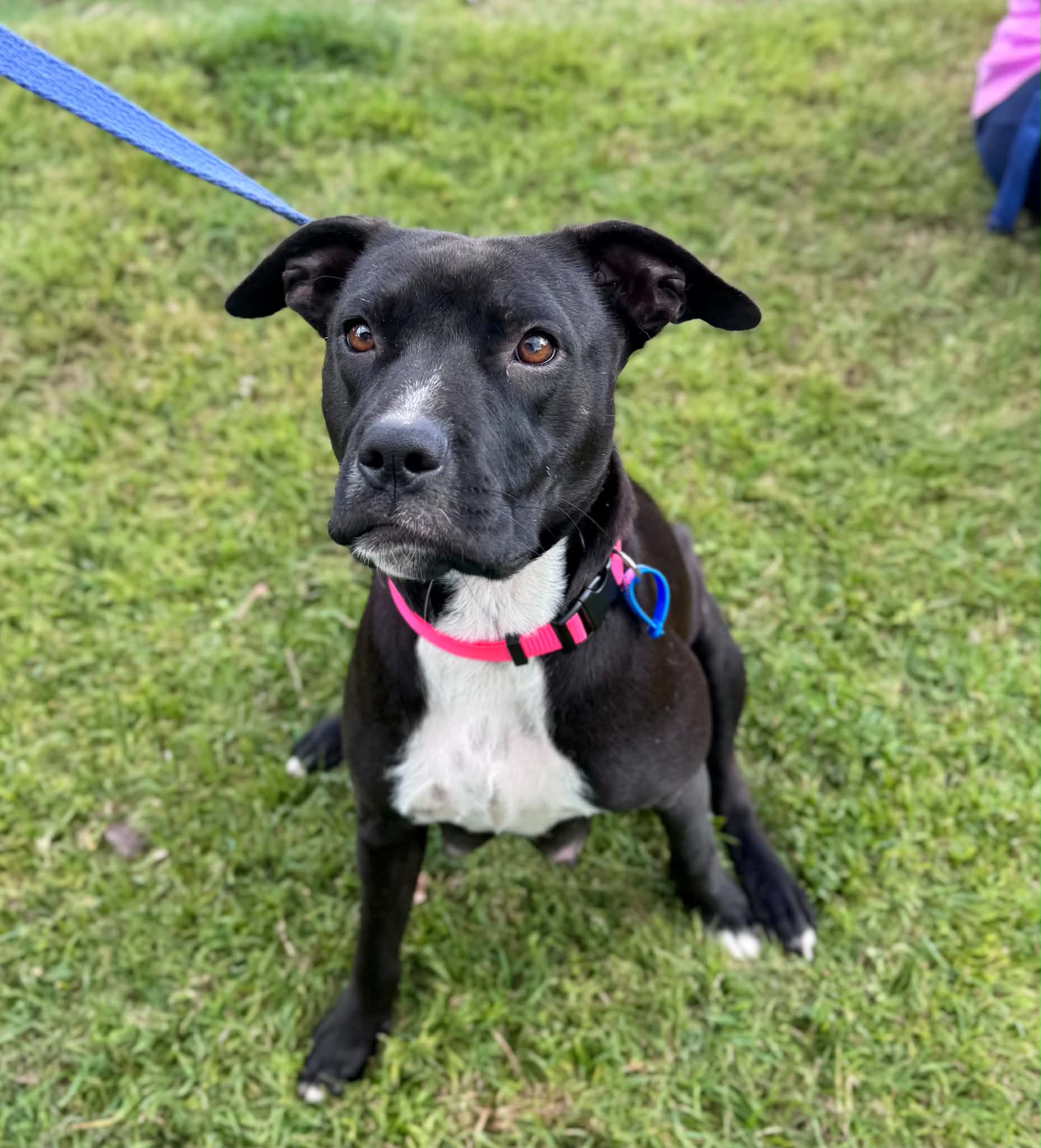 Marnie - Staffordshire Bull Terrier Cross available for adoption at Lucky Paws Dog Rescue in Brisbane