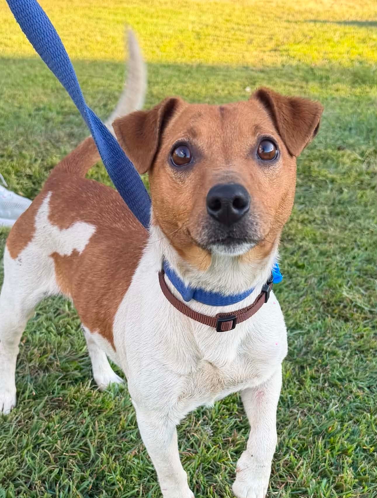 Chase - Jack Russell Terrier Cross available for adoption in Brisbane
