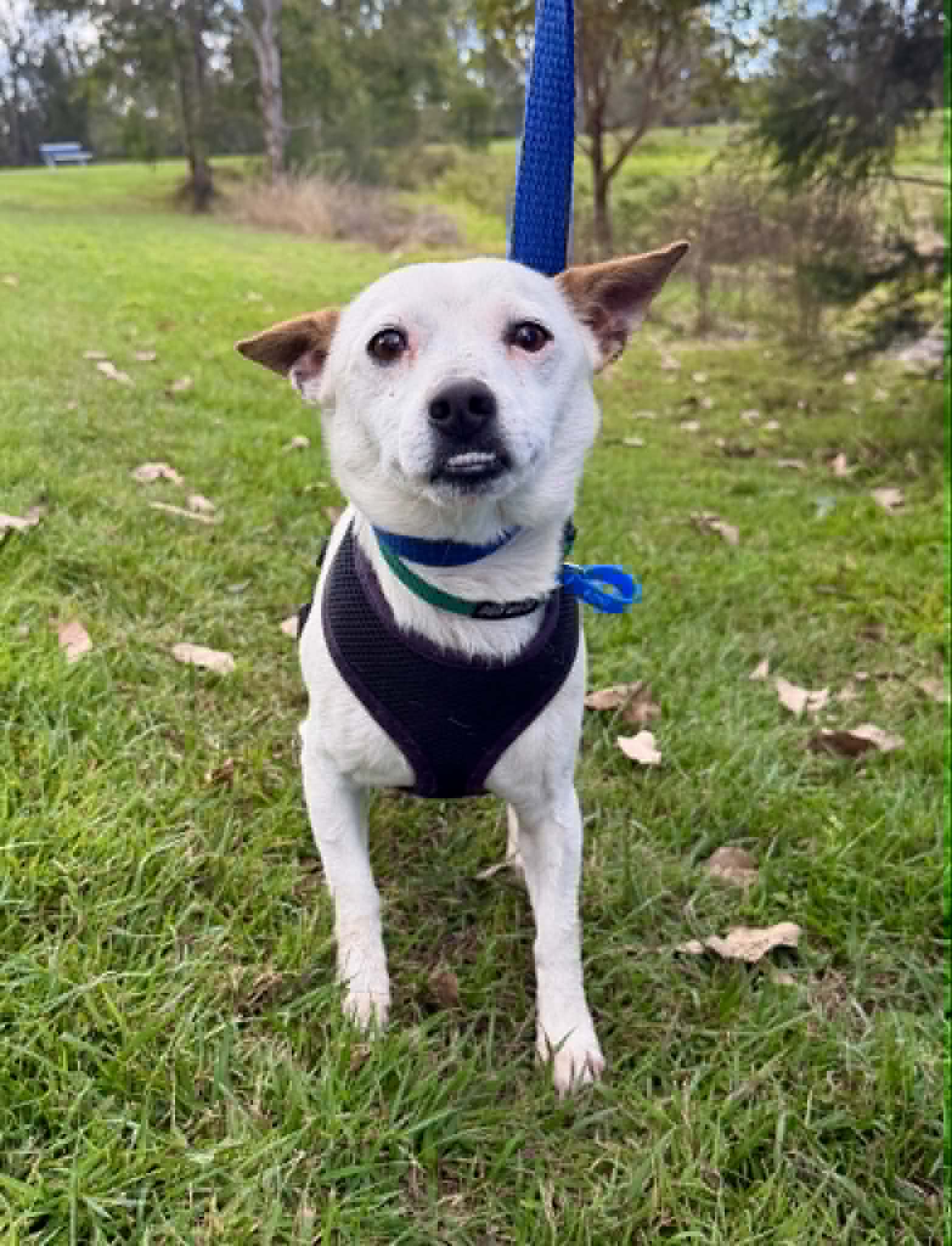 Stitch - Fox Terrier x Jack Russell Terrier available for adoption at Lucky Paws Dog Rescue in Brisbane